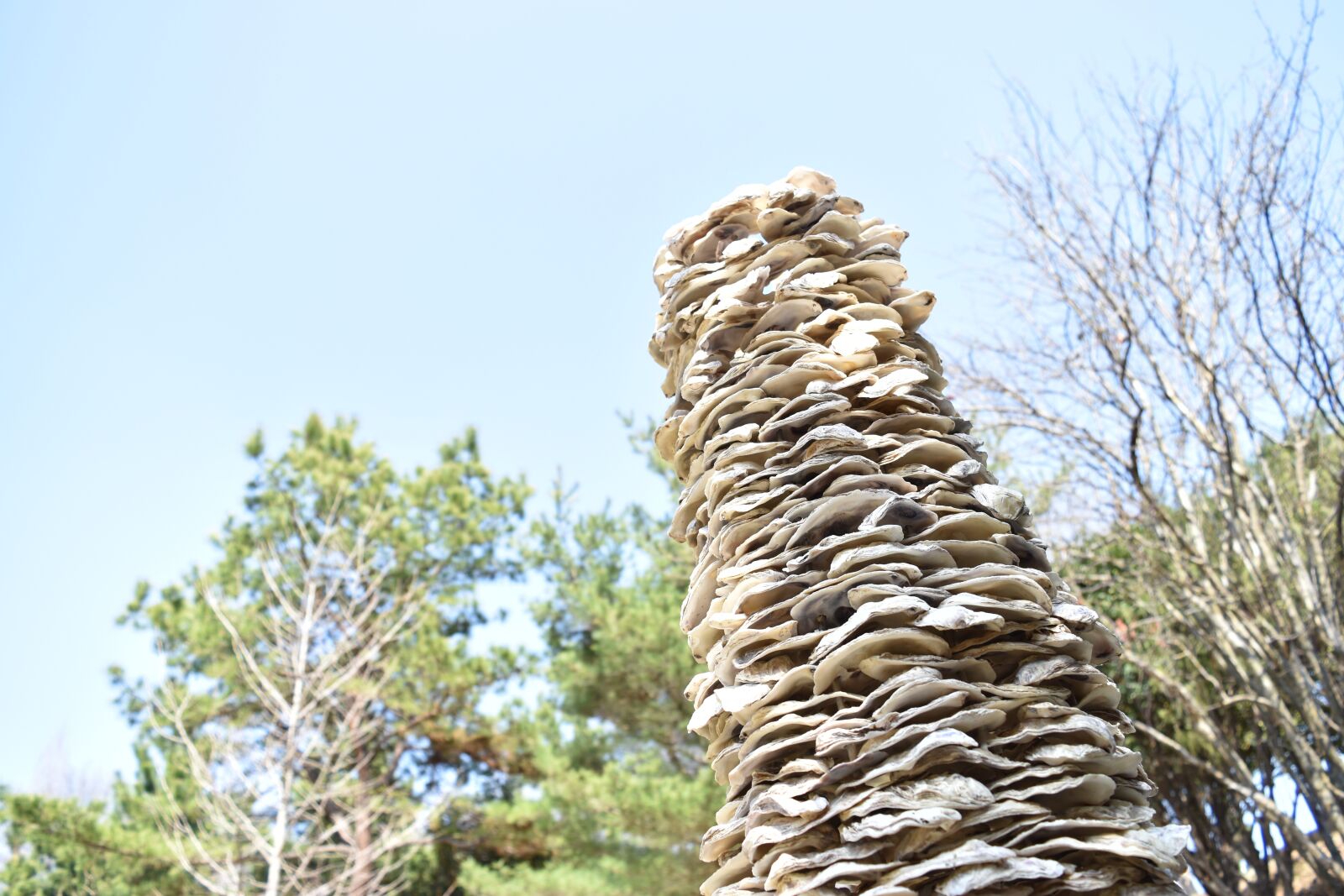 Nikon D5500 sample photo. Nature, wood, heaven photography