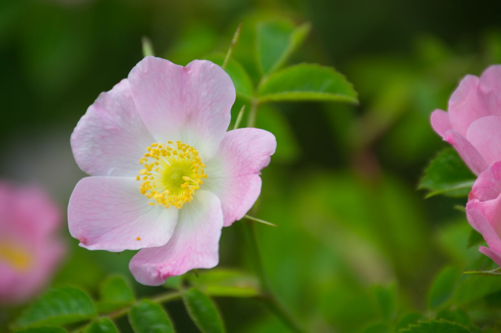 Nikon D3100 sample photo. Flower, blossom, bloom photography