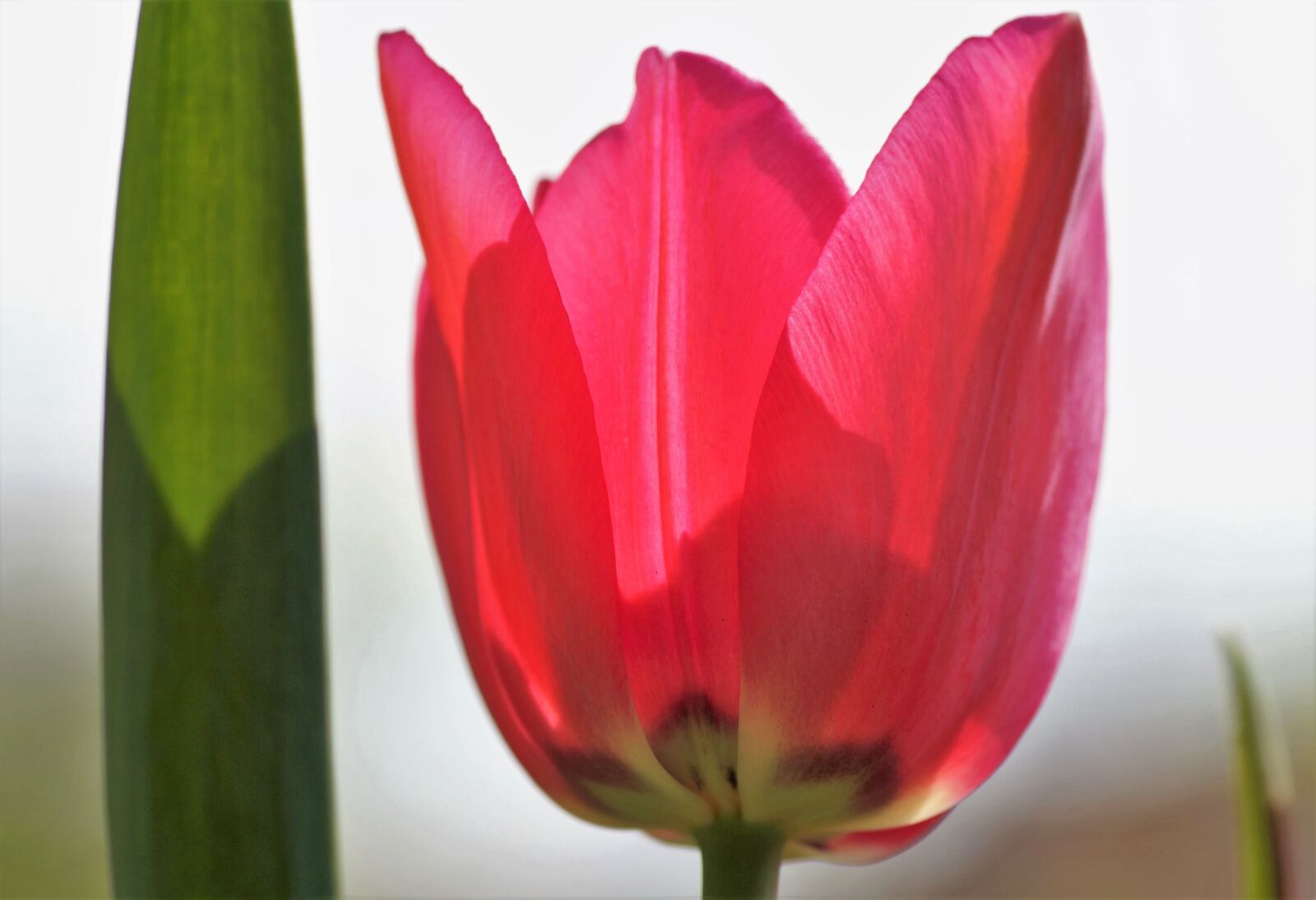 Sony SLT-A58 sample photo. Tulip, pink, spring photography