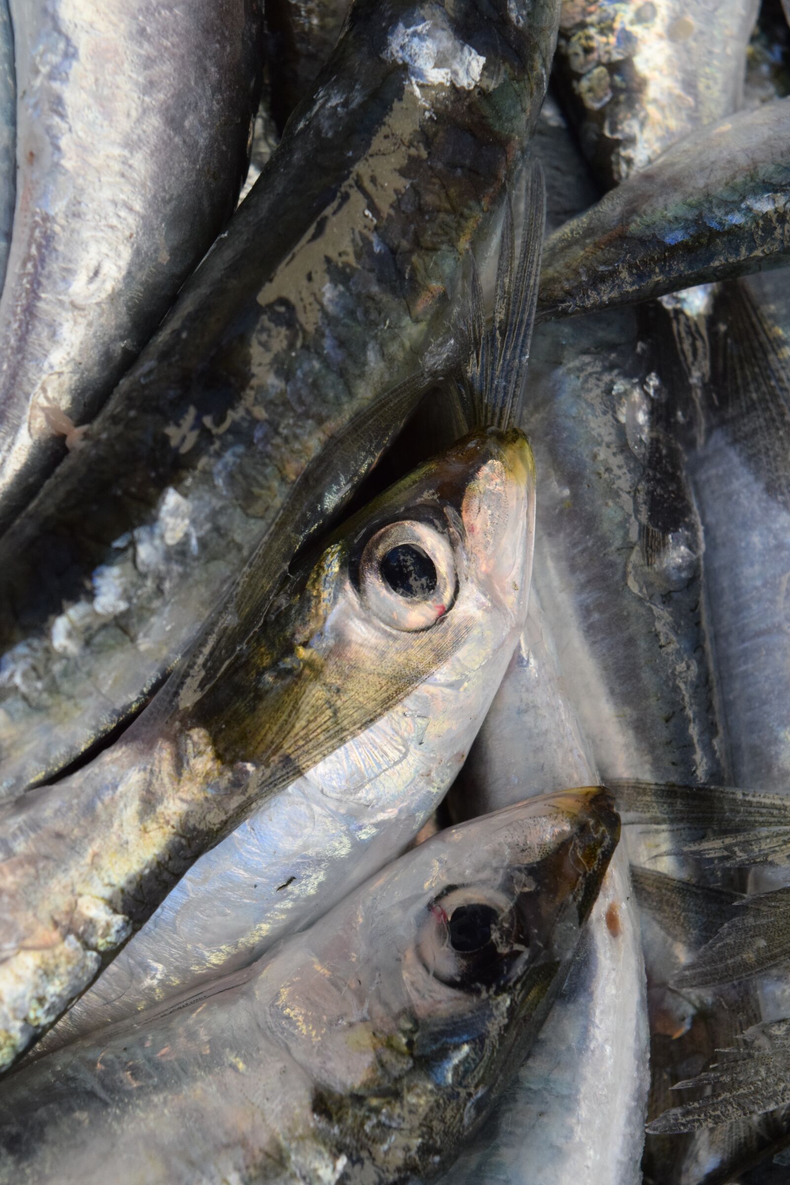 Nikon D3300 sample photo. Fish, sardines, european sardine photography