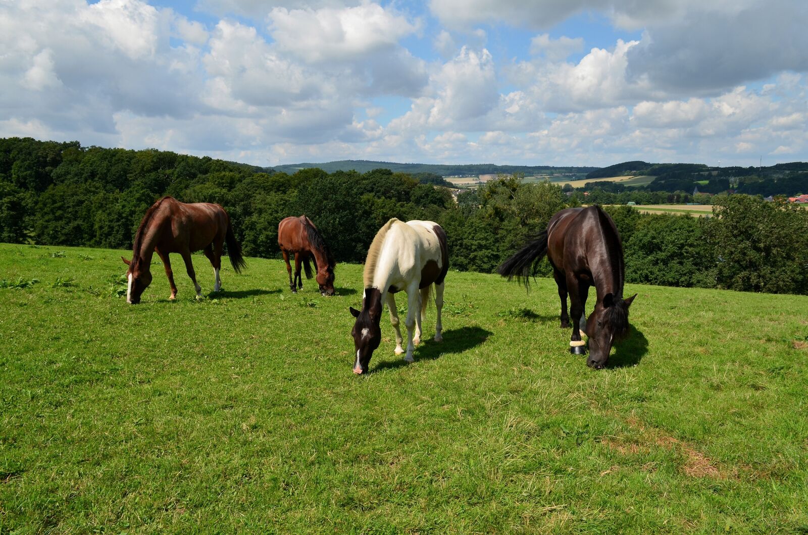 Nikon D5100 sample photo. Horses, horse meadow, wild photography