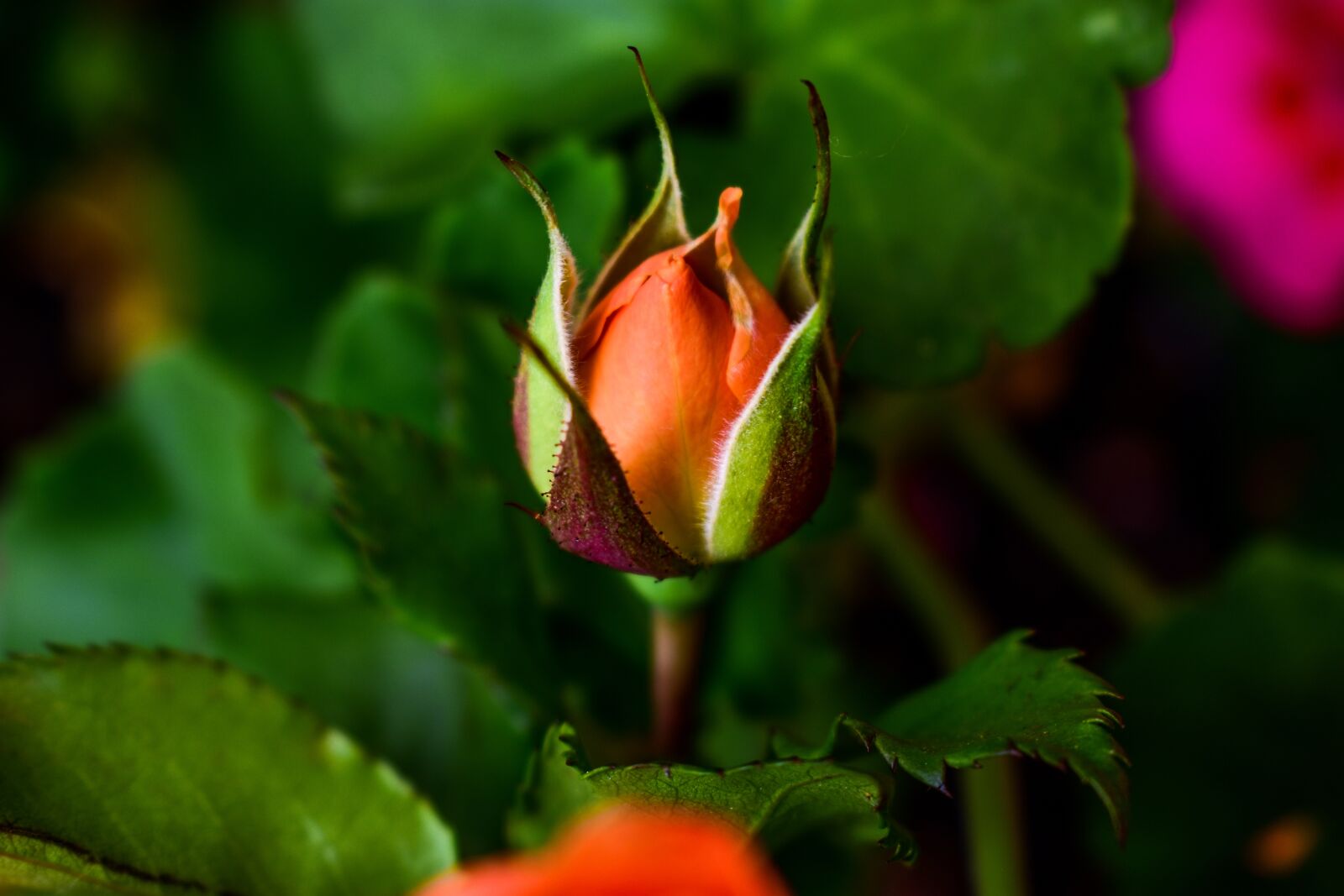 Nikon D3400 sample photo. Flower, nature, leaf photography