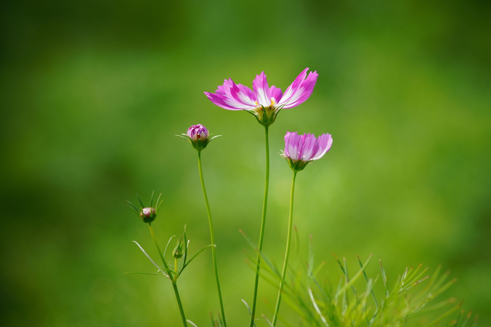 Canon EF 300mm F4L IS USM sample photo. Nature, summer, ladybug photography