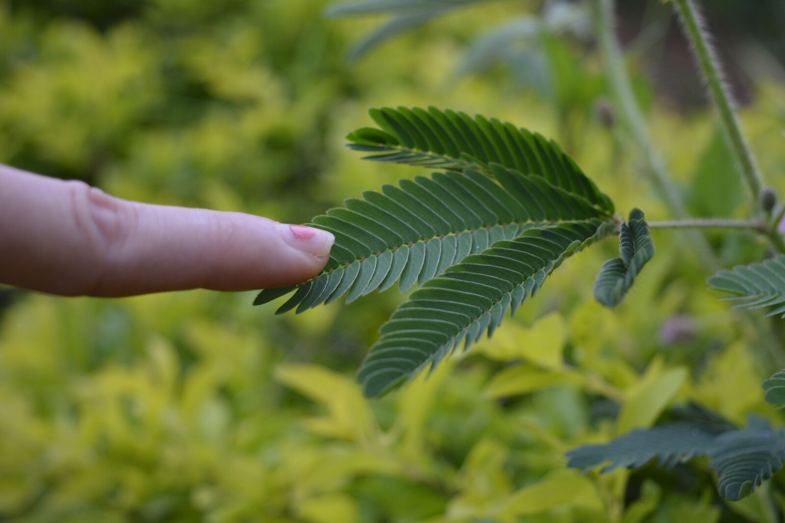 Nikon D5200 sample photo. Touch me not, sensitive photography