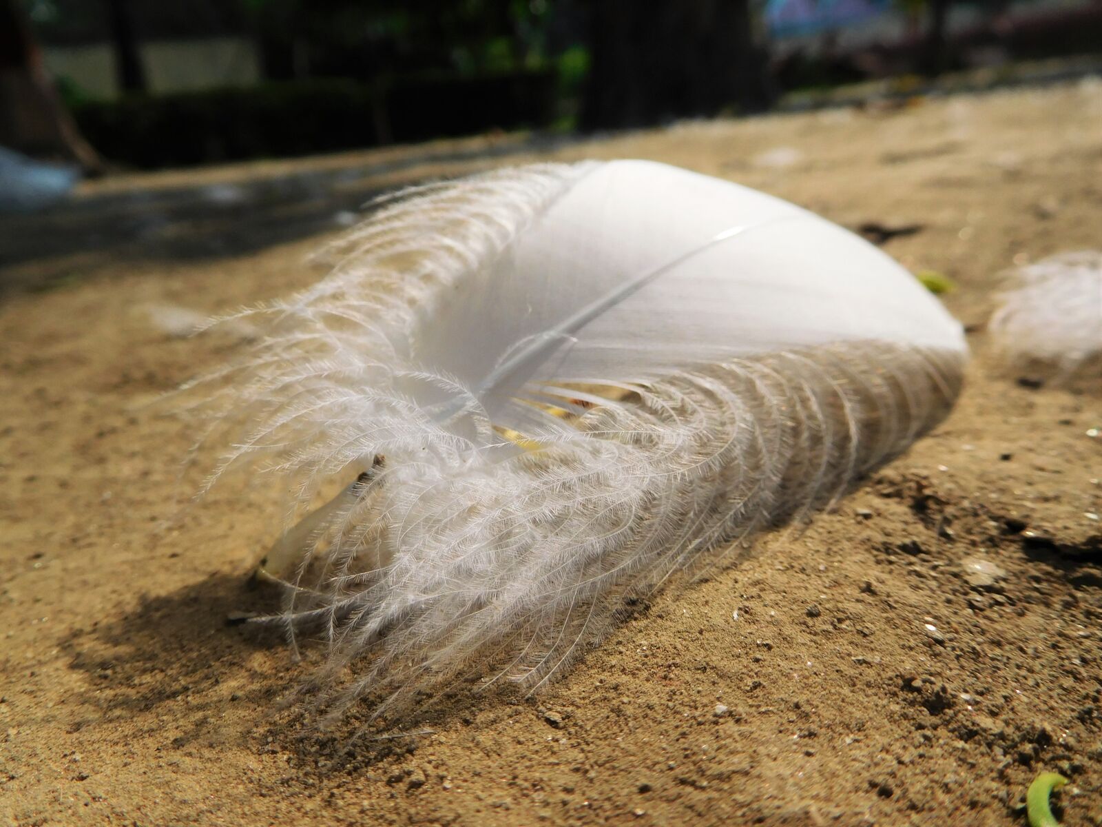 Nikon Coolpix S7000 sample photo. Feather, sand, white photography
