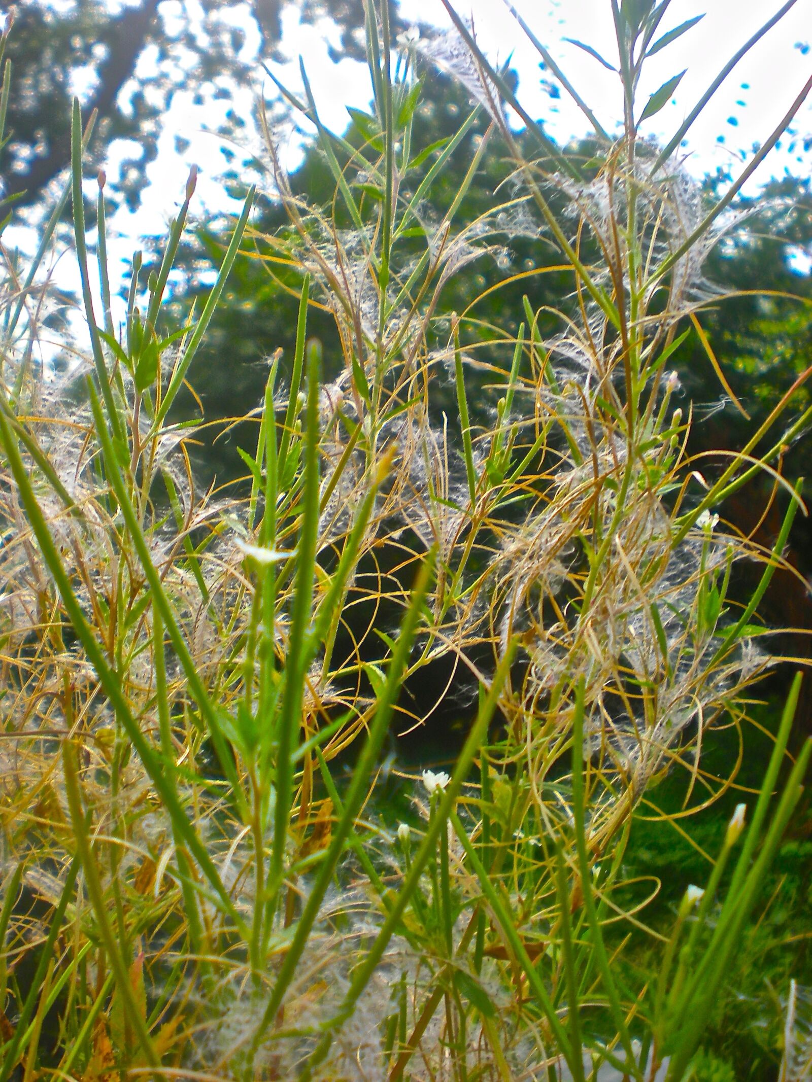 Nikon Coolpix S210 sample photo. Grass, green, summer photography