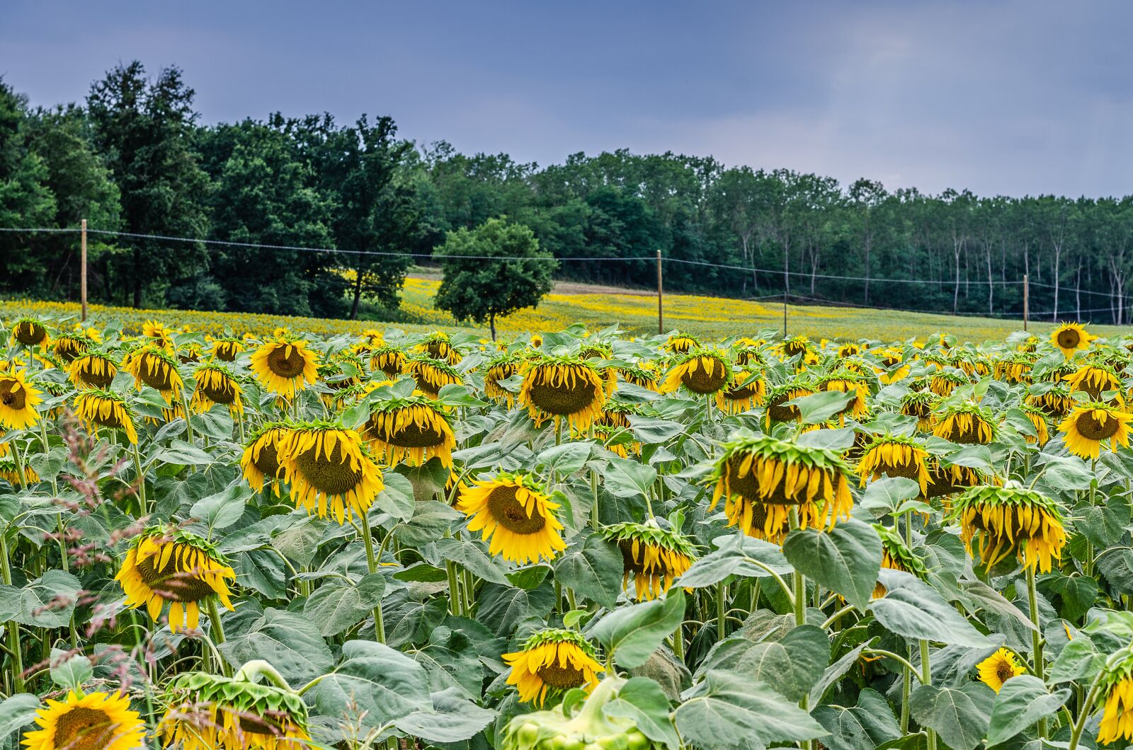 Nikon D7000 sample photo. Flowers, sunflower, summer photography