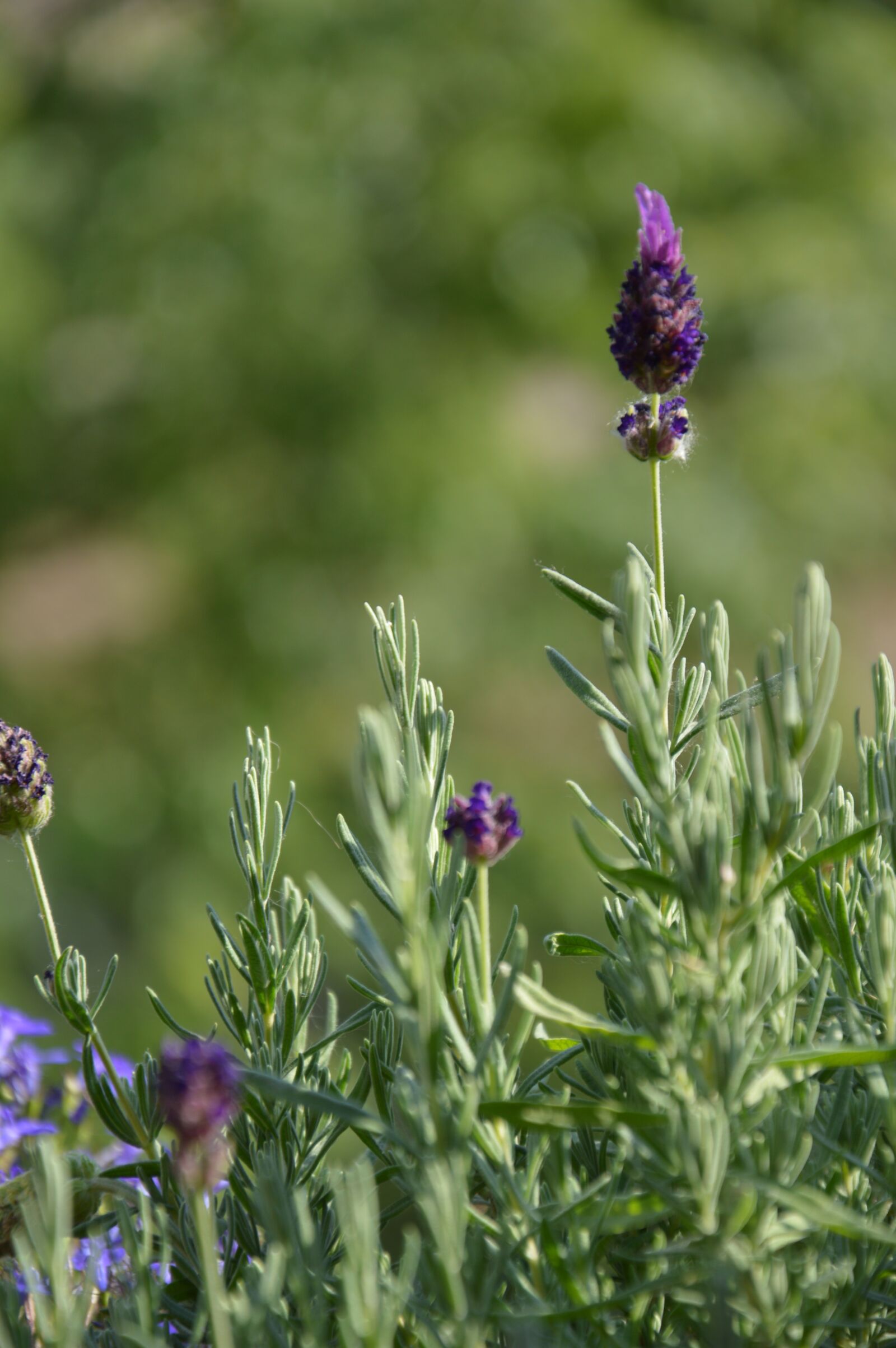 Nikon D3200 sample photo. Lavender, flowers, purple photography