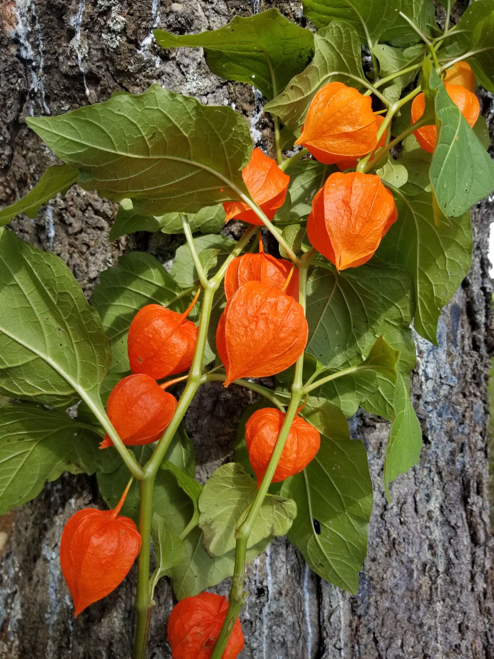Samsung Galaxy S8+ sample photo. Chinese lantern, flower, orange photography