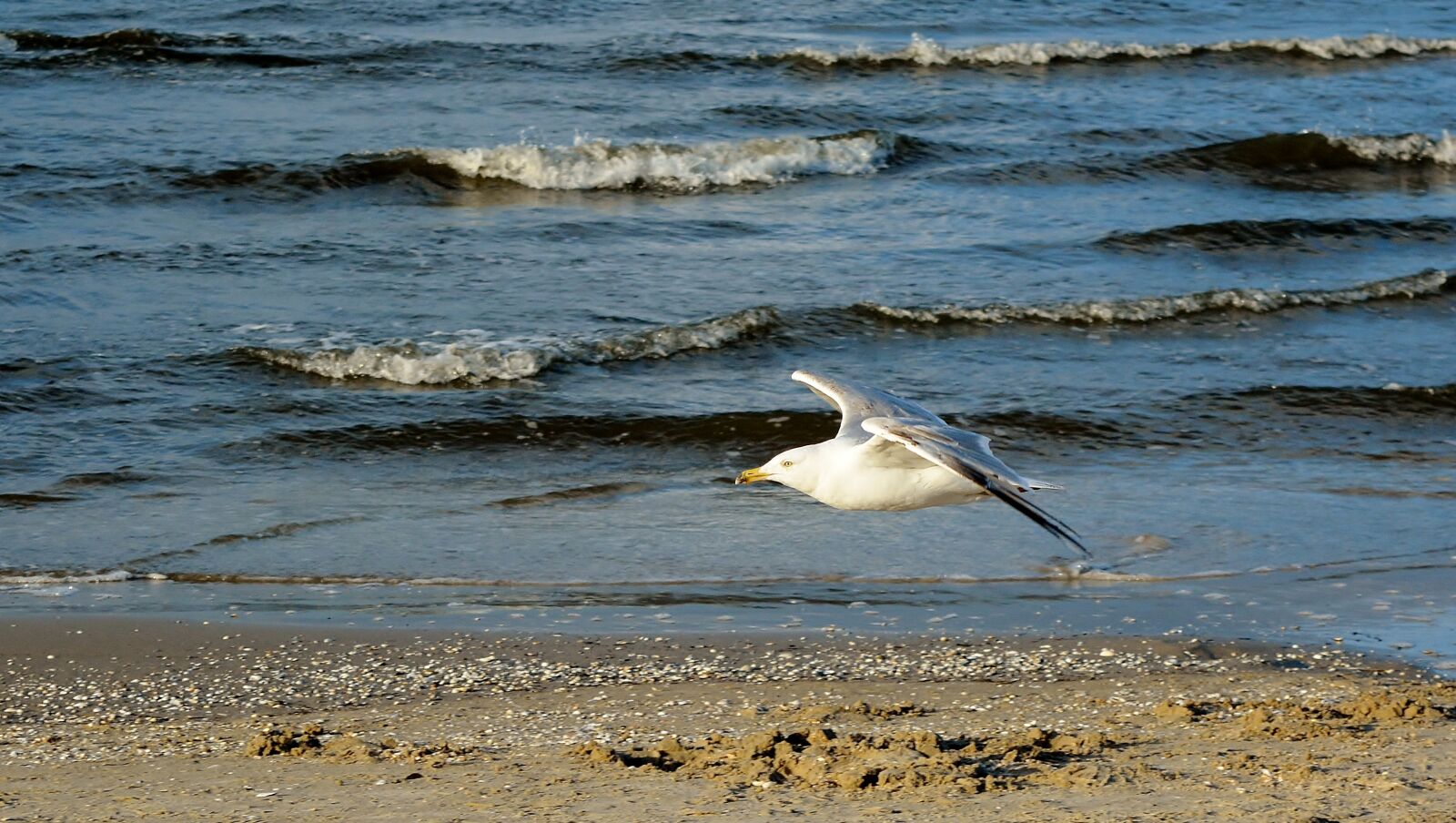 Nikon D5200 sample photo. Baltic sea, coast, seagull photography