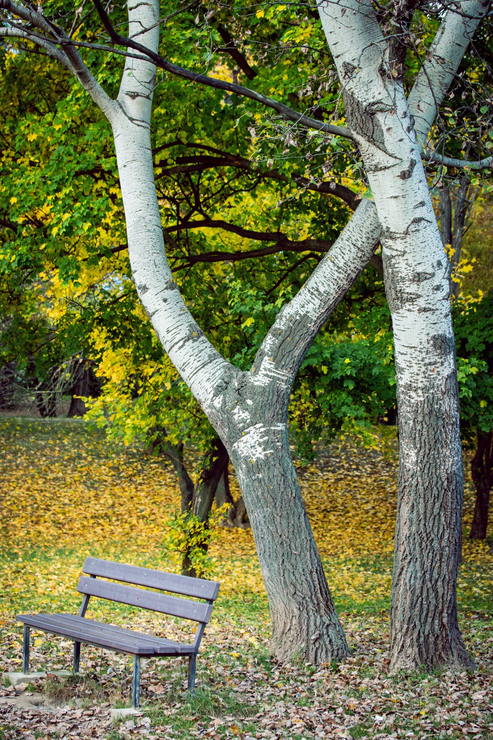 Canon EOS 70D sample photo. Park, bench, autumn photography