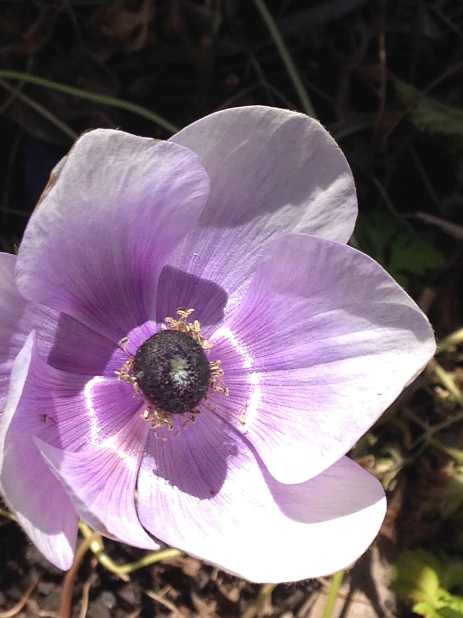 iPhone 5c back camera 4.12mm f/2.4 sample photo. Flower, light, purple, purple photography