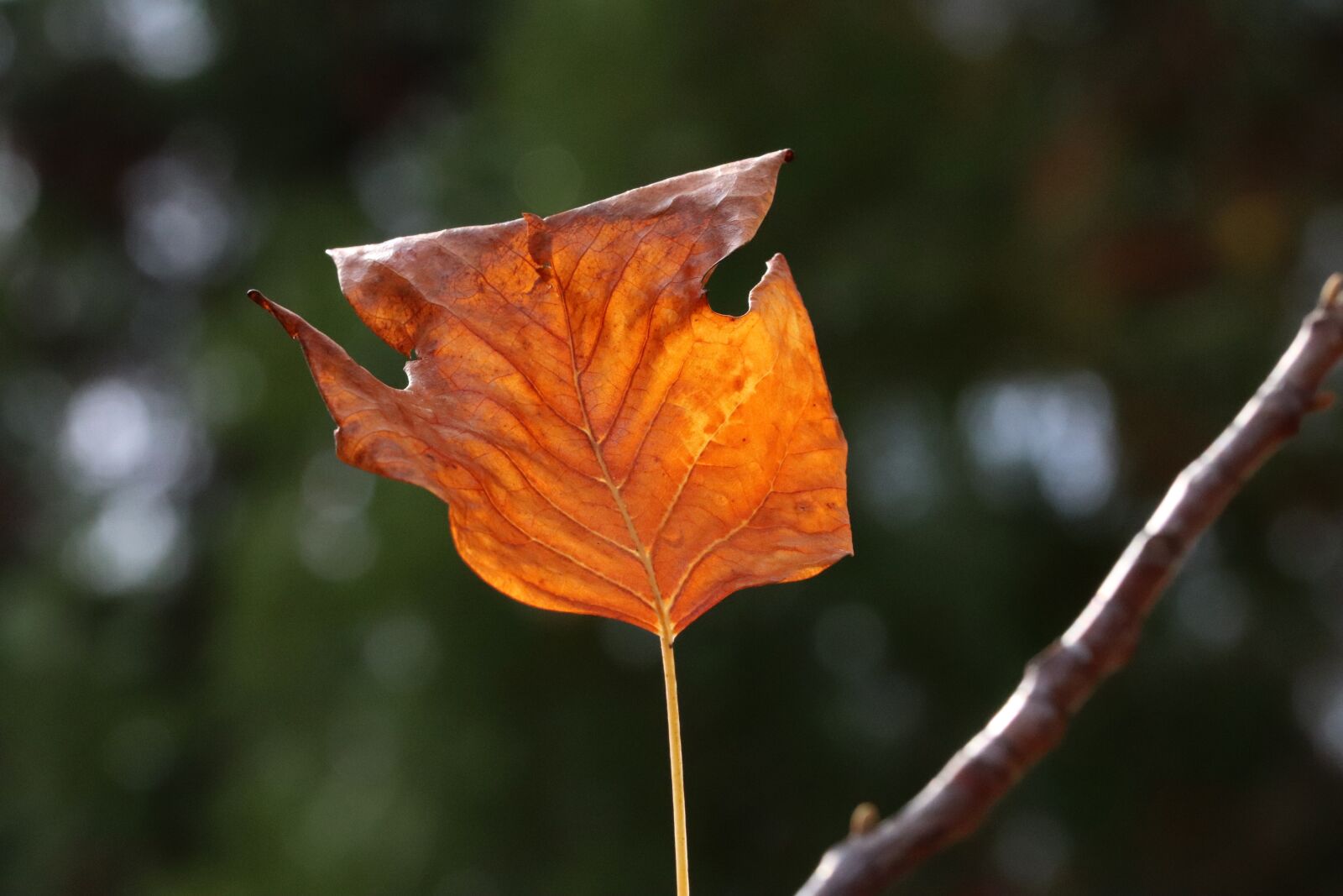 Canon EOS 800D (EOS Rebel T7i / EOS Kiss X9i) sample photo. Autumn leaves, maple, autumn photography