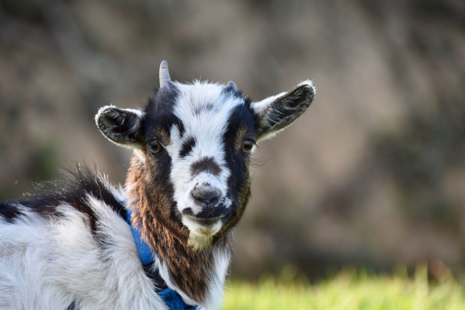 Nikon D5600 sample photo. Goat, kid, goat dwarf photography
