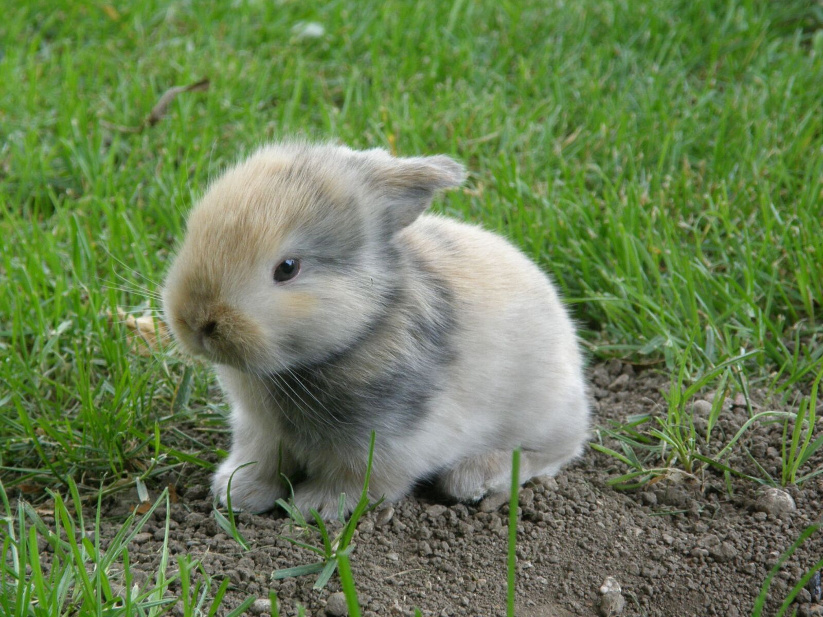 Olympus SP550UZ sample photo. Rabbit, baby, hare photography