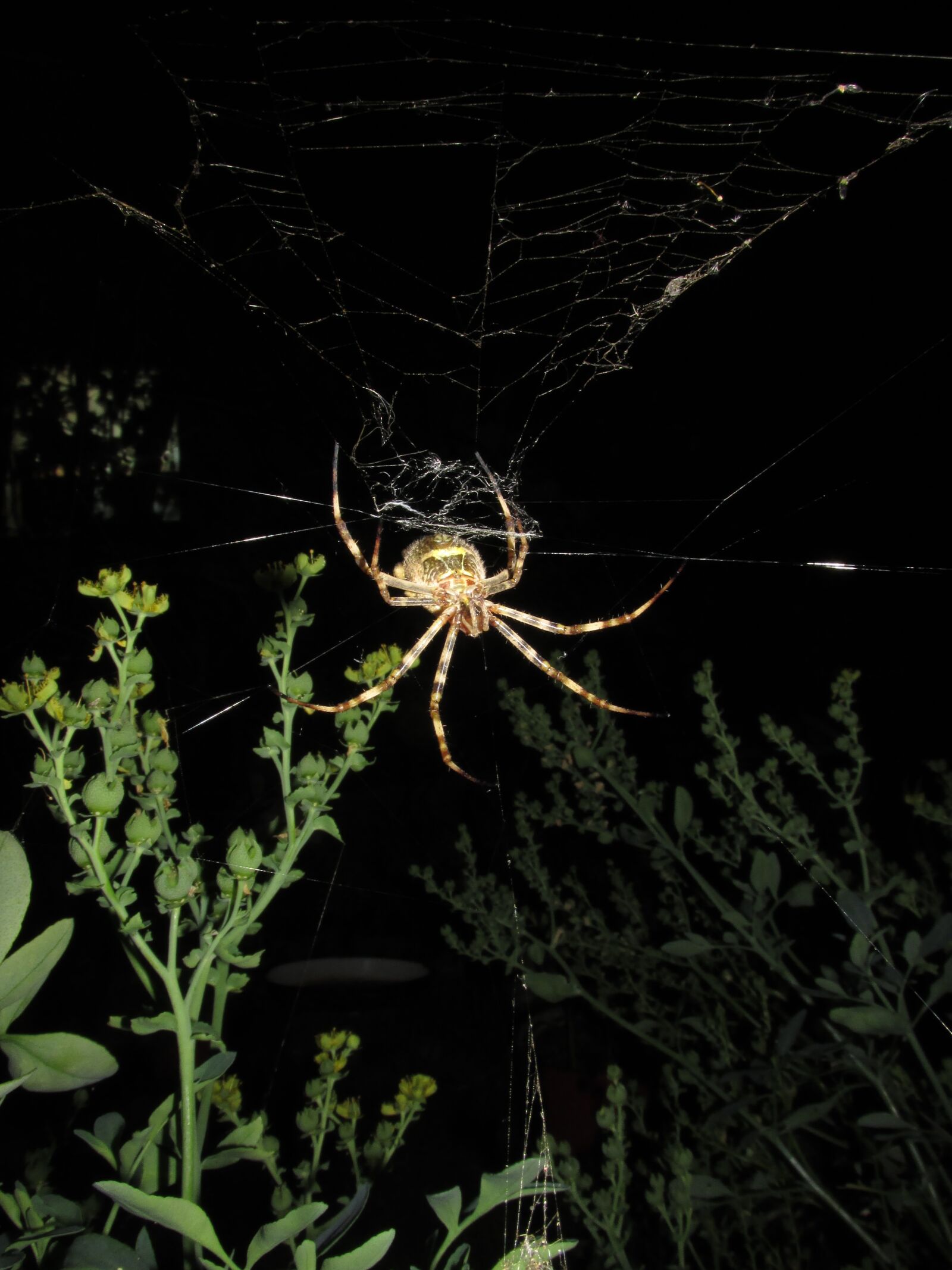 Пауки ночные животные. Ночные пауки. Паук ночью. Паук на паутине ночью. Ночные крупные пауки.