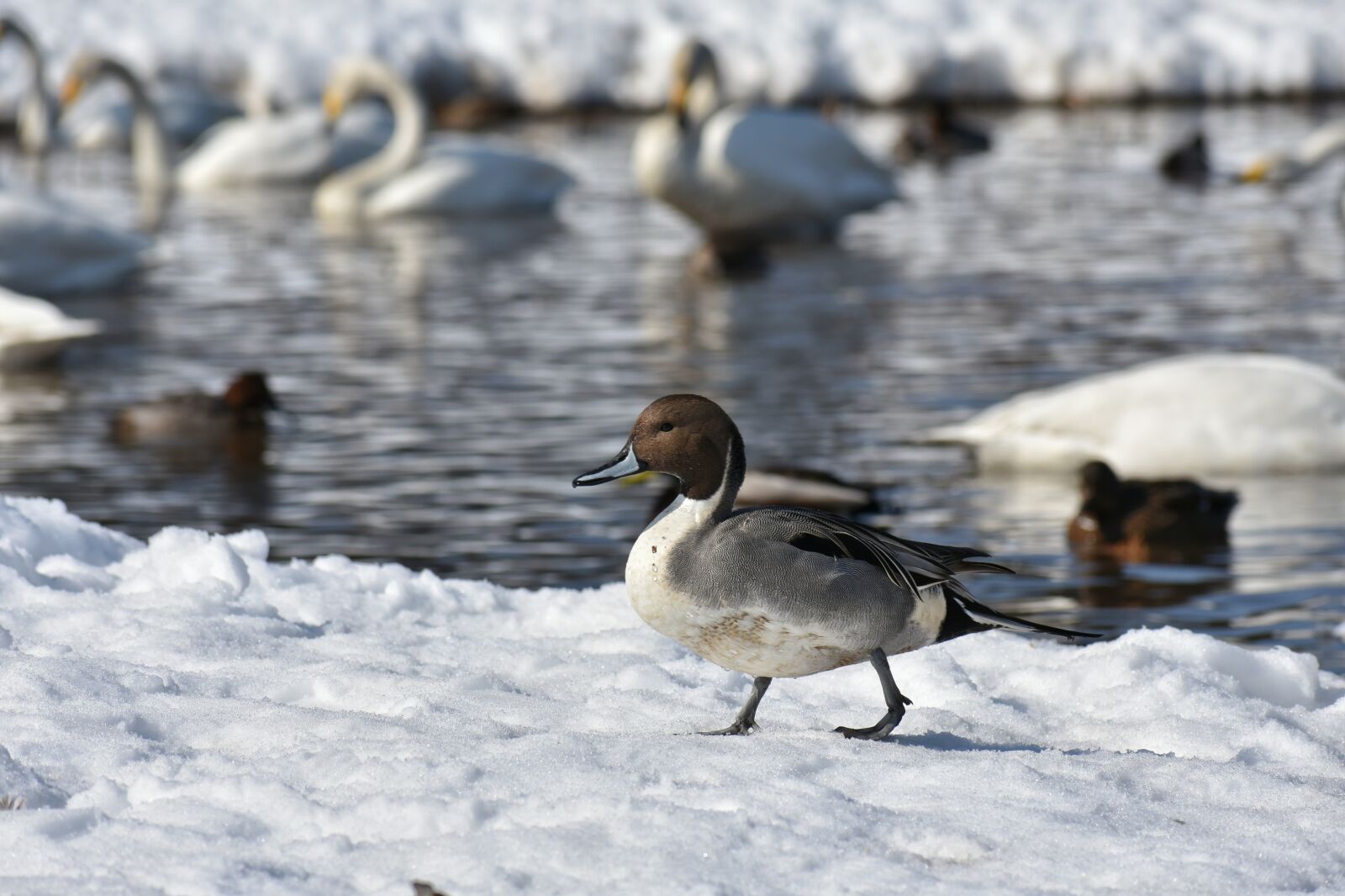 Nikon D7200 sample photo. Animal, lake, waterside photography