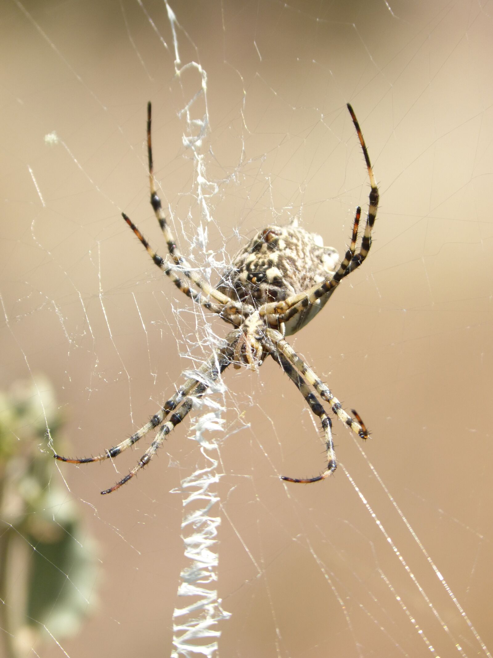 Panasonic DMC-FZ62 sample photo. Spider, cobweb, spider web photography