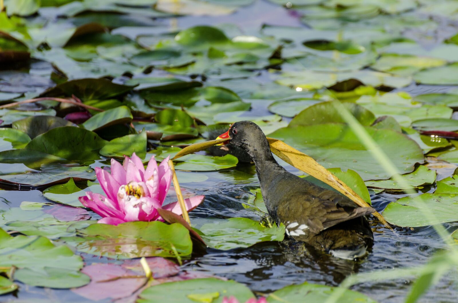 Tamron SP 70-300mm F4-5.6 Di VC USD sample photo. Water lilies, pond, moorhen photography