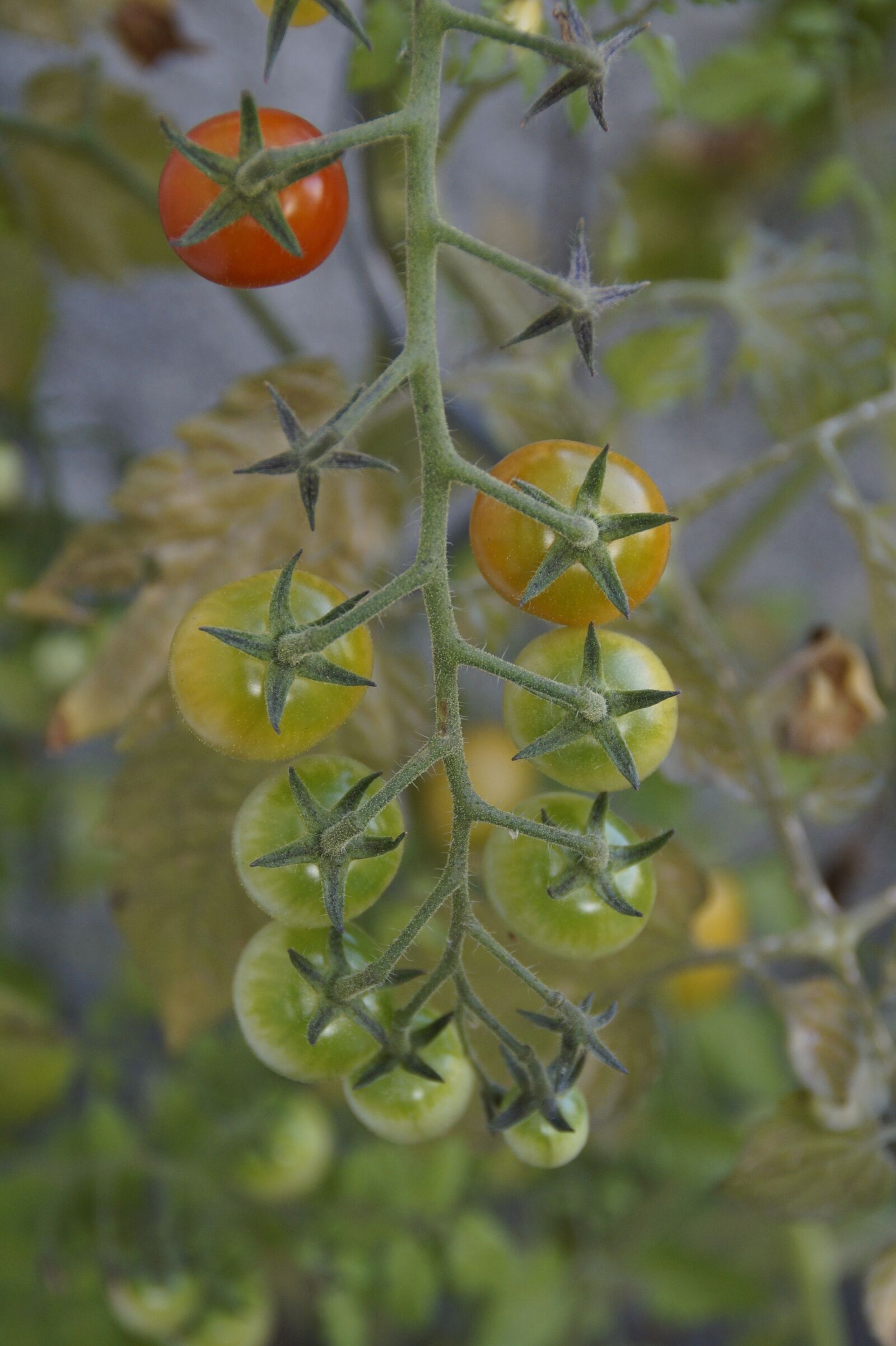 Sony SLT-A58 sample photo. Tomatoes, tomato plant, maturity photography