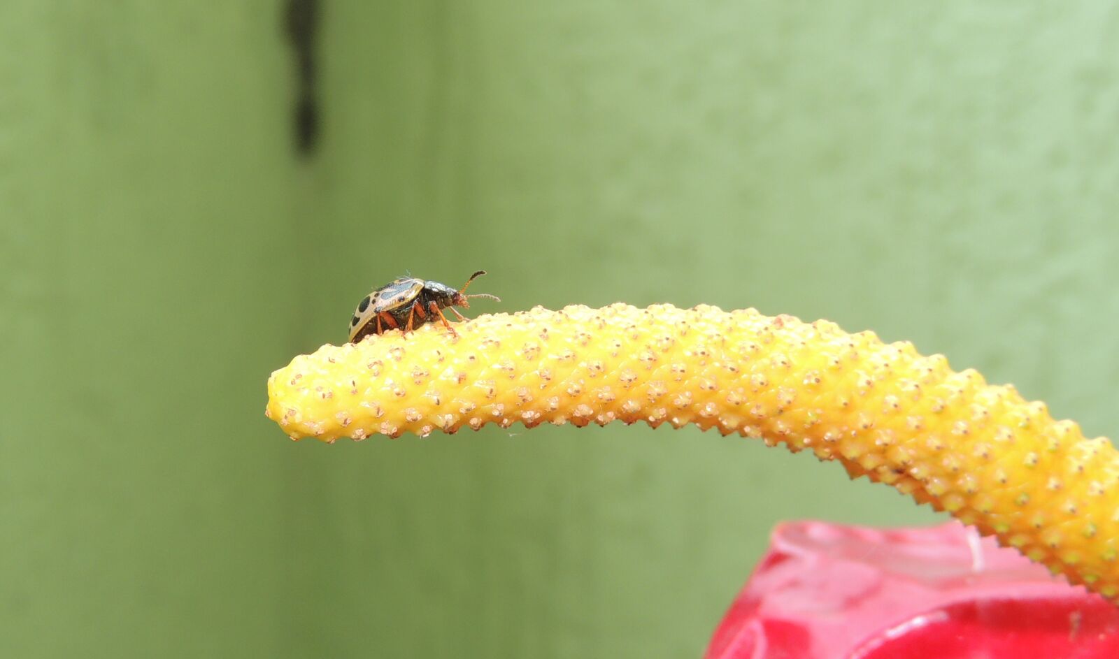 Nikon Coolpix P510 sample photo. Nature, insect, wild life photography