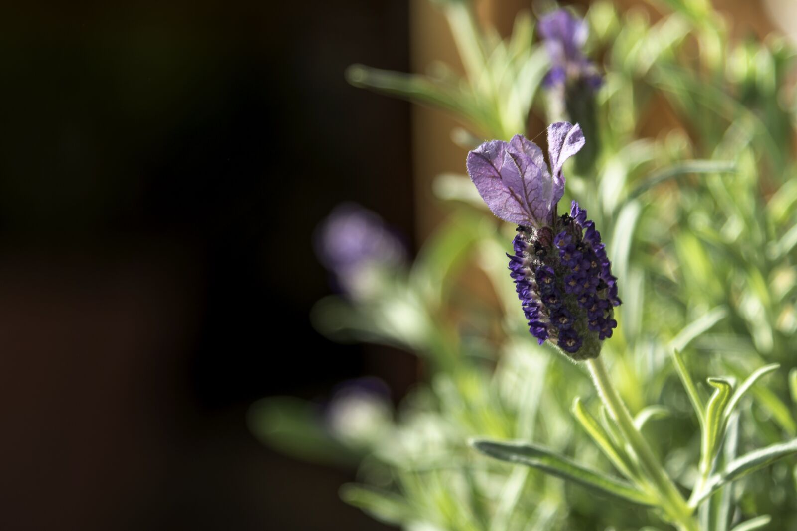 Nikon D750 sample photo. Lavender, flower, flowers photography