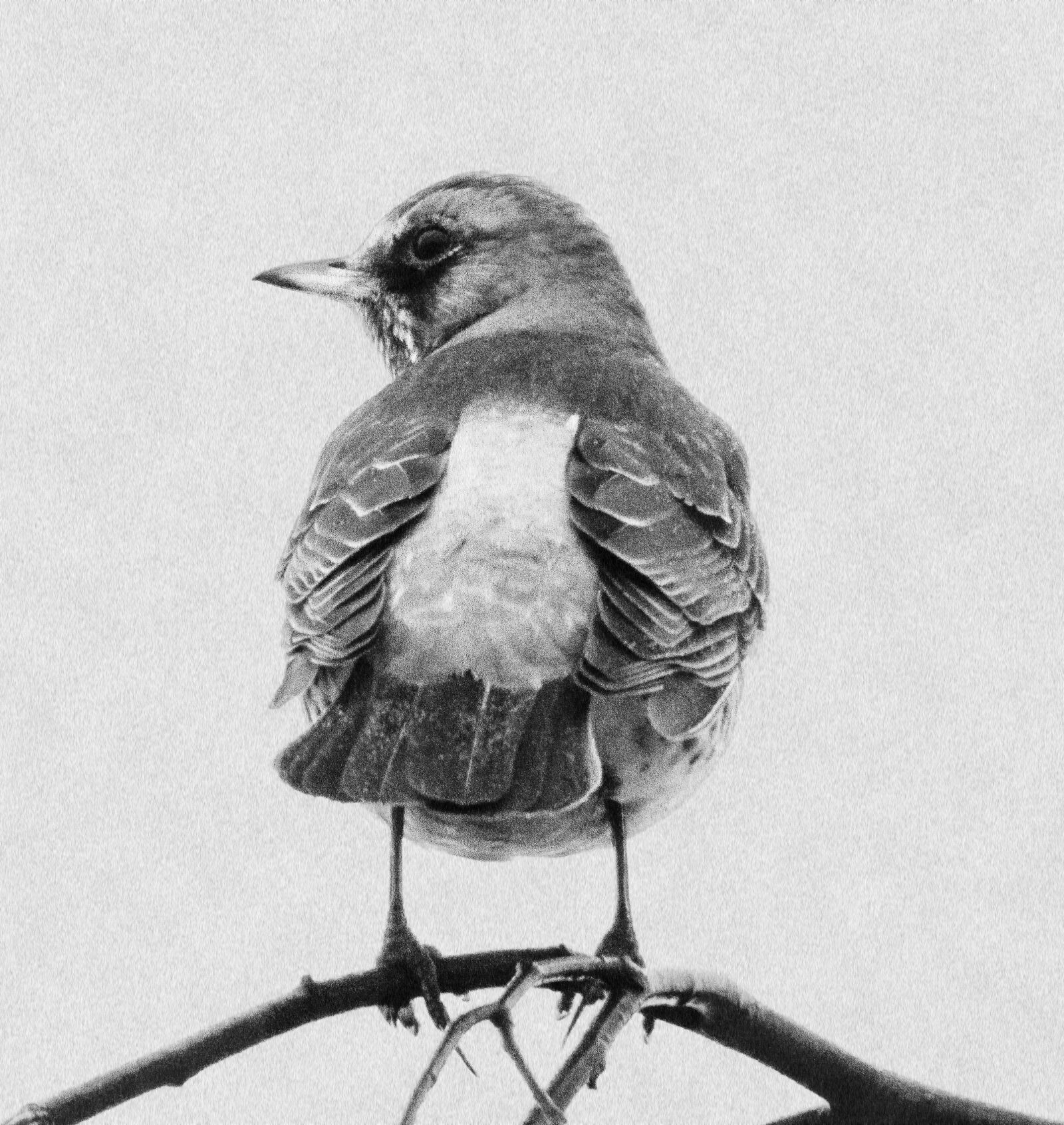 Nikon Coolpix P1000 sample photo. Nature, bird, starling photography