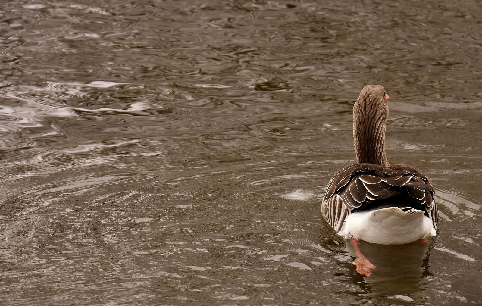 Nikon D7200 sample photo. Goose, wild goose, water photography