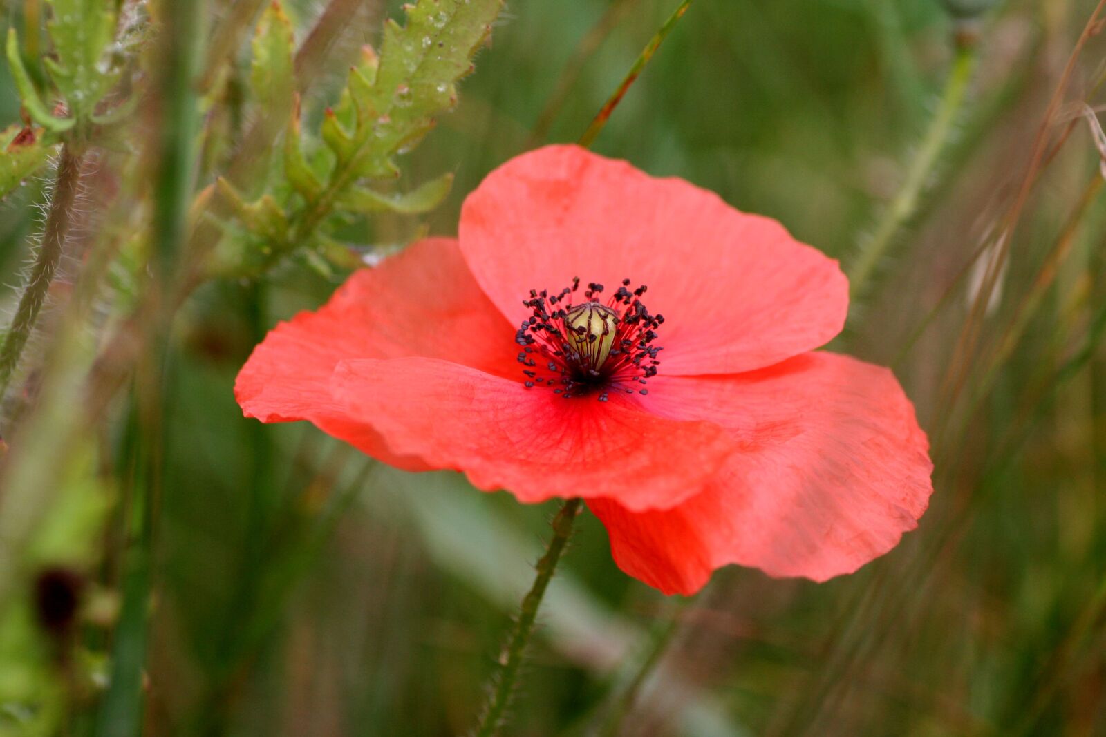Canon EOS 350D (EOS Digital Rebel XT / EOS Kiss Digital N) sample photo. Poppy, flower, botany photography