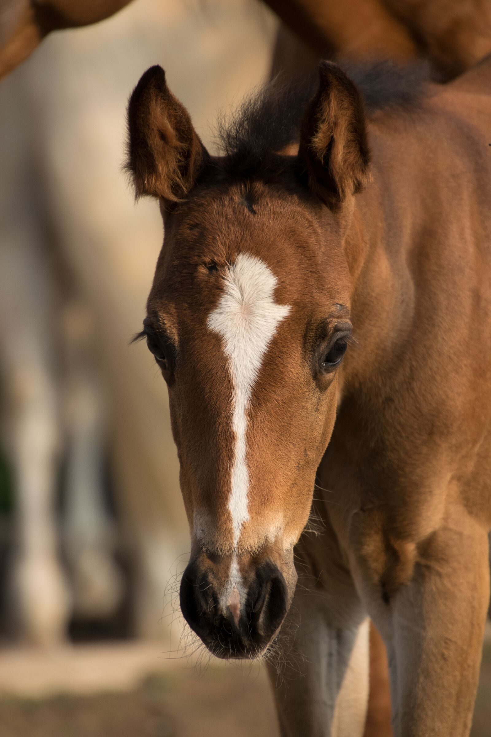Nikon D3300 sample photo. Foal, small, paint horse photography