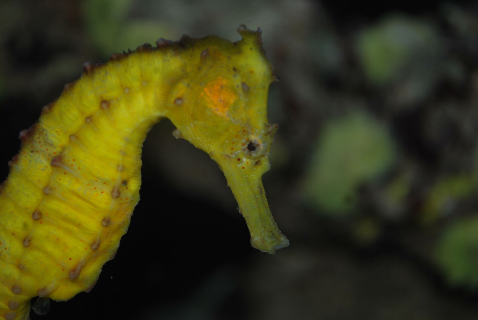Nikon D60 sample photo. Seahorse, at, merambong, island photography