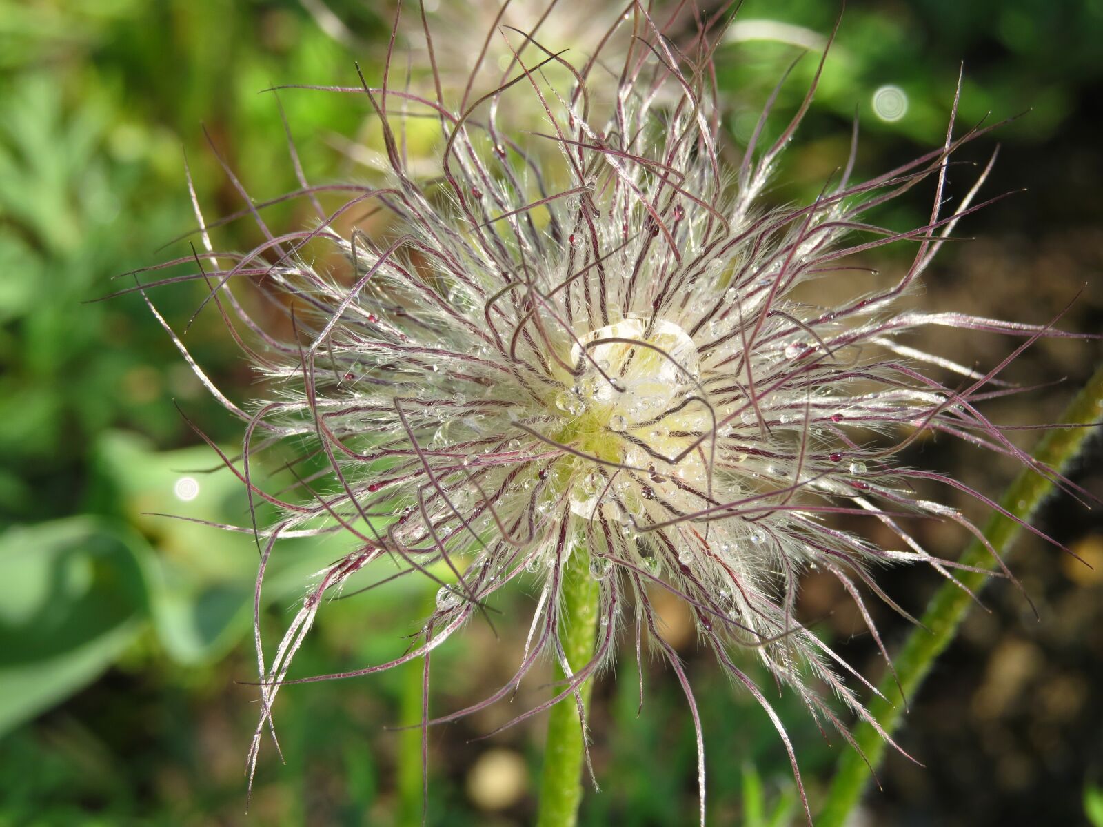 Canon PowerShot SX50 HS sample photo. Seeds, plant, garden photography