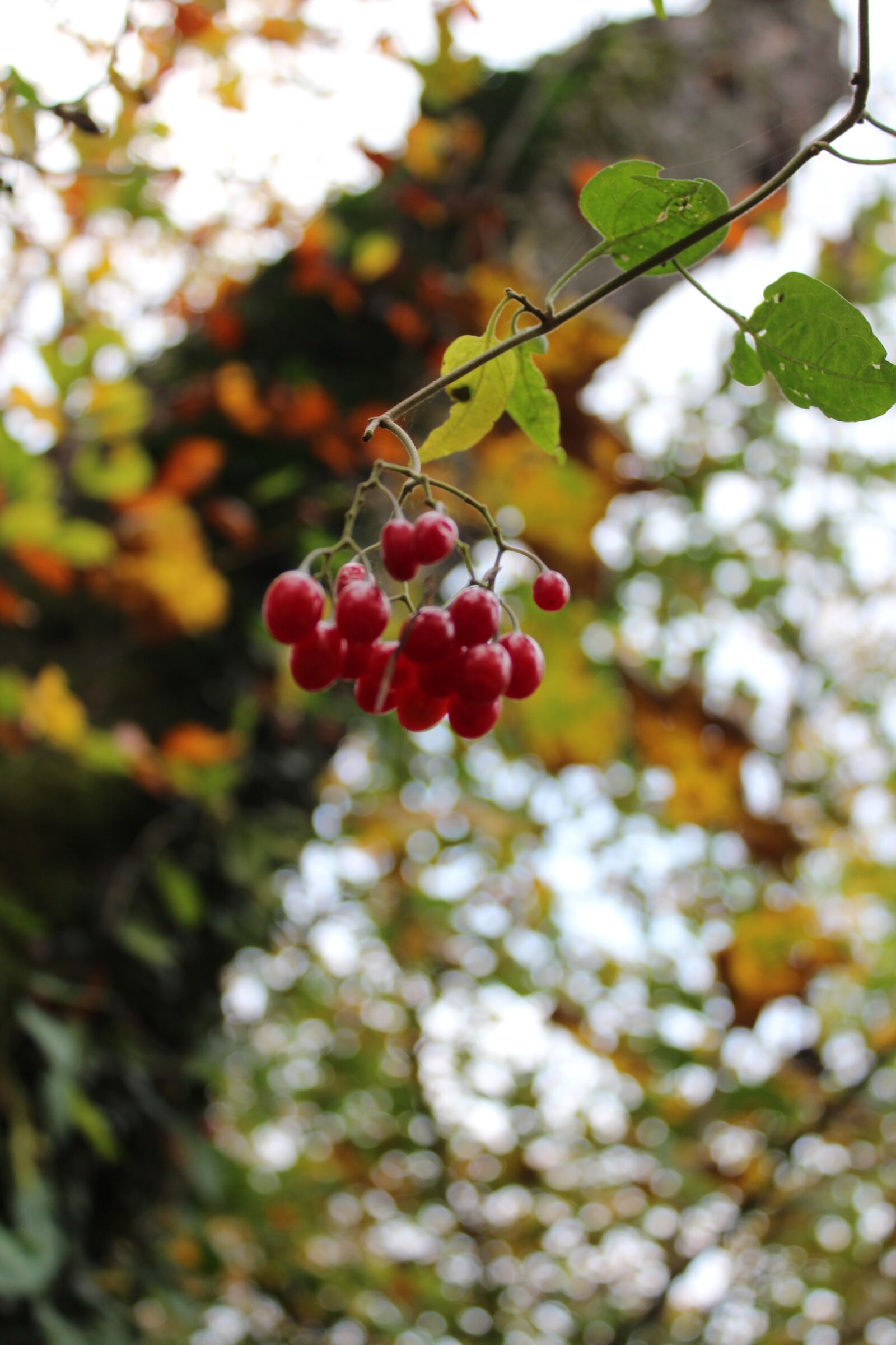 Canon EOS 600D (Rebel EOS T3i / EOS Kiss X5) sample photo. Trees, leaves, autumn photography