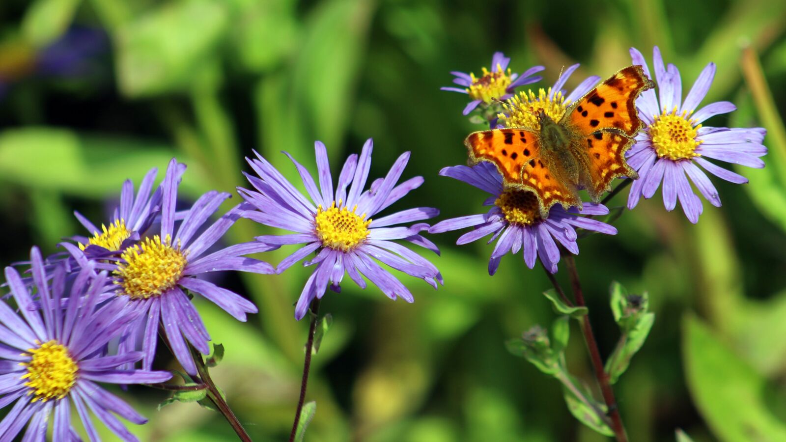 Canon EF75-300mm f/4-5.6 sample photo. Nature, flower, flora photography
