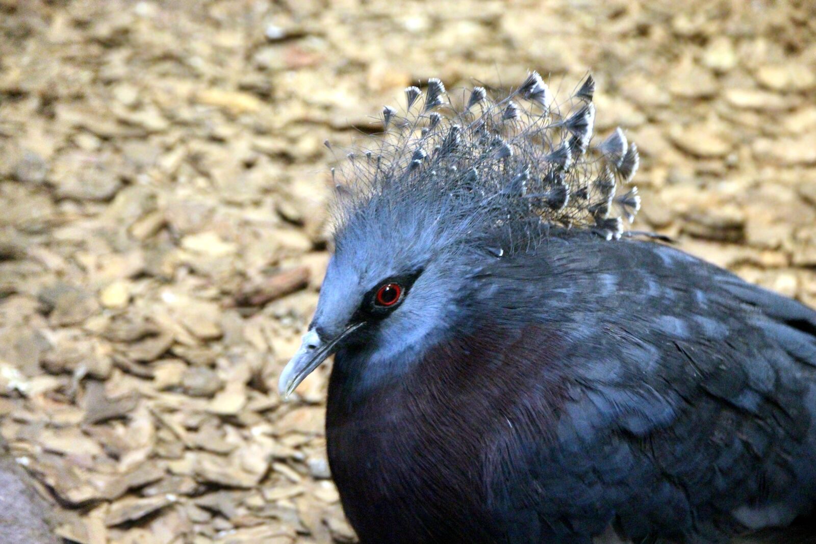 Canon EOS 650D (EOS Rebel T4i / EOS Kiss X6i) sample photo. Crowned pigeon, goura victoria photography