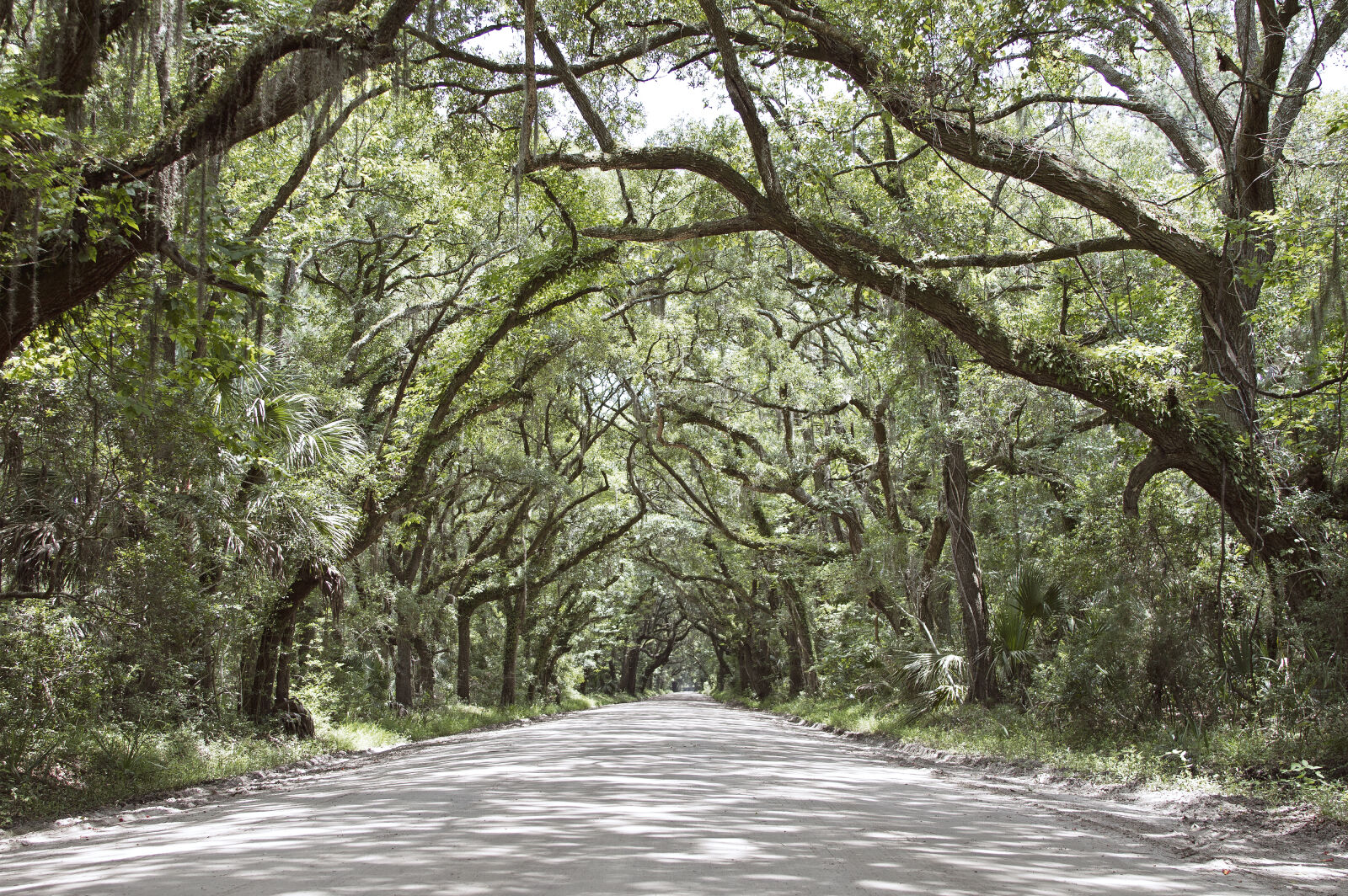 Canon EF 28-135mm F3.5-5.6 IS USM sample photo. Road, amidst, trees photography