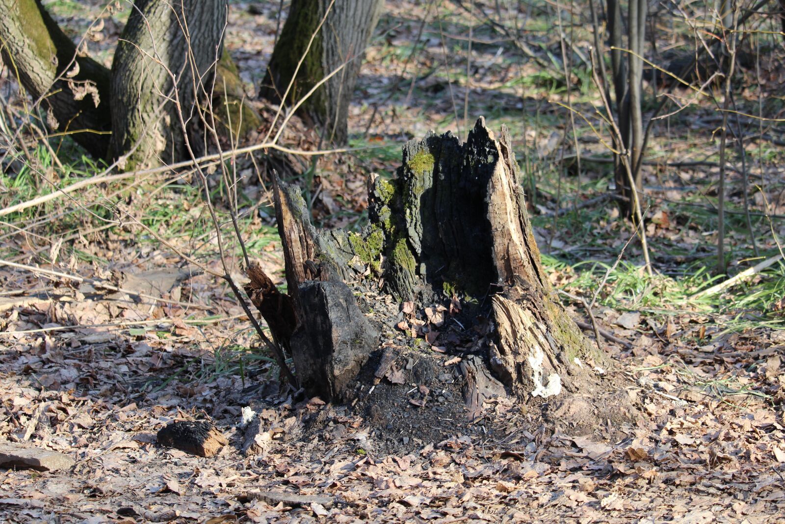 Canon EF-S 55-250mm F4-5.6 IS STM sample photo. Stump, forest, tree photography