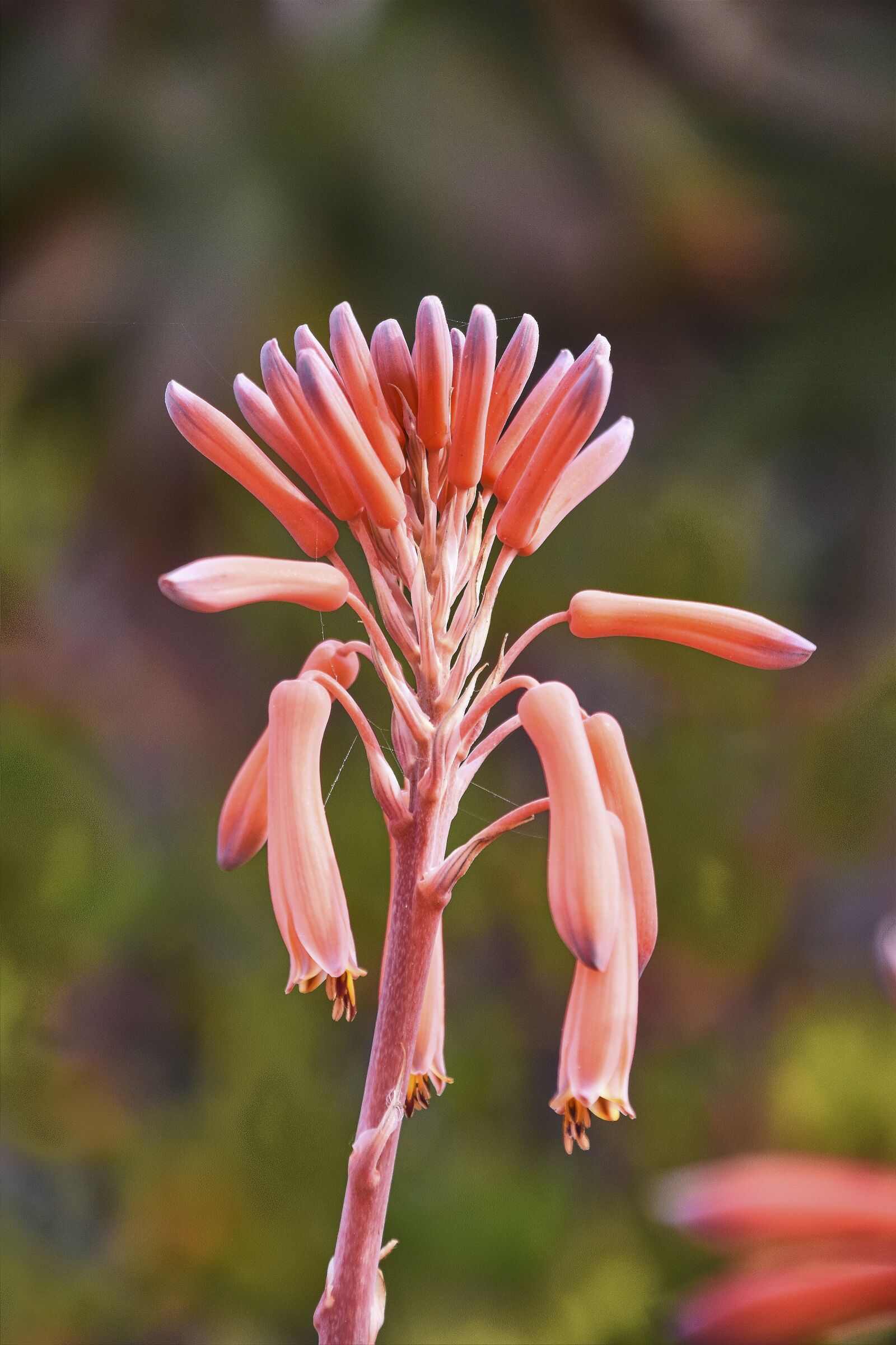 Nikon D7200 sample photo. Flowers, garden, petals photography