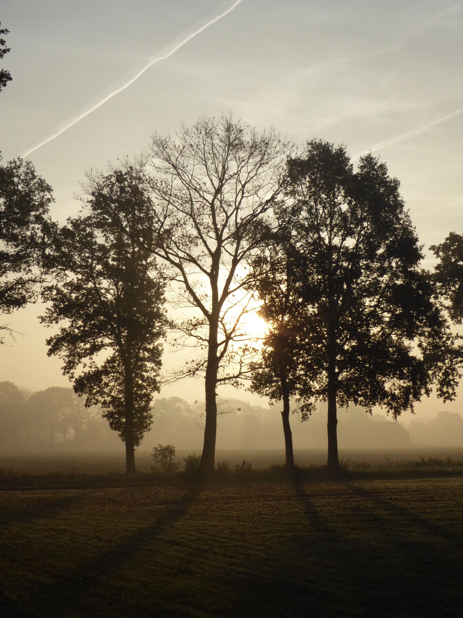 Panasonic Lumix DMC-ZS50 (Lumix DMC-TZ70) sample photo. Trees, sunrise, landscape photography