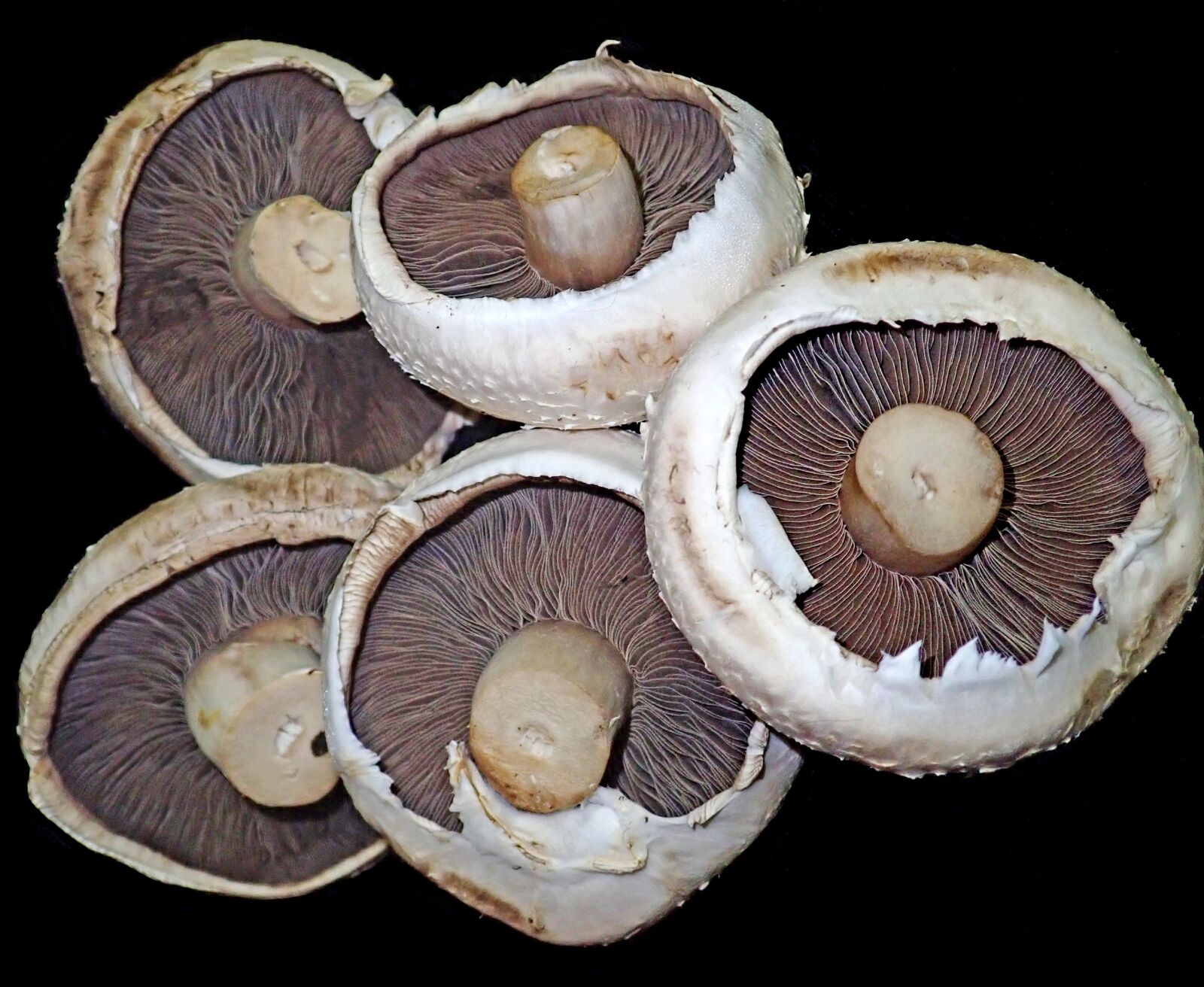 Olympus TG-5 sample photo. Mushrooms, vegetables, food photography