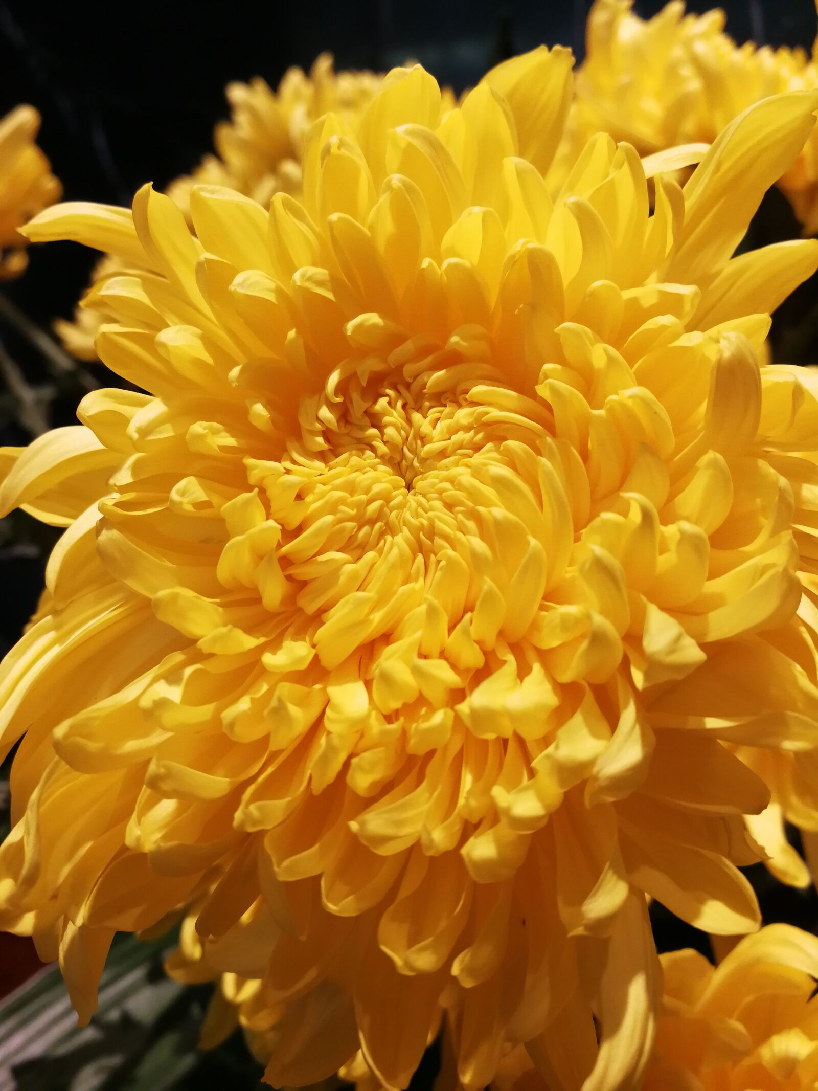 HUAWEI P10 sample photo. Flowers, flower, yellow photography