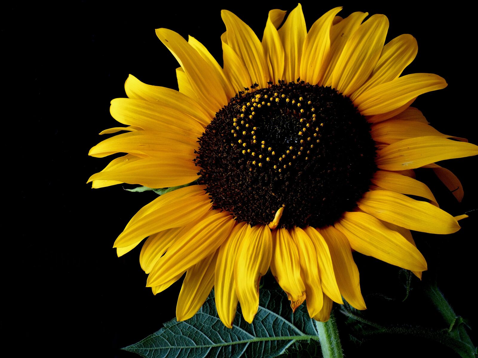 Panasonic DMC-FZ72 sample photo. Sunflower, flower, yellow photography