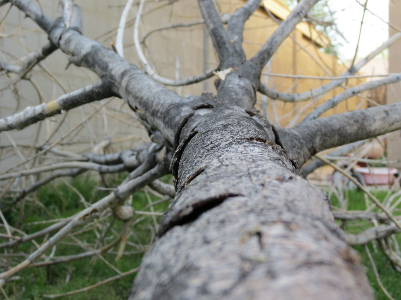 Canon PowerShot SX40 HS sample photo. Fallen tree, trunk, tree photography