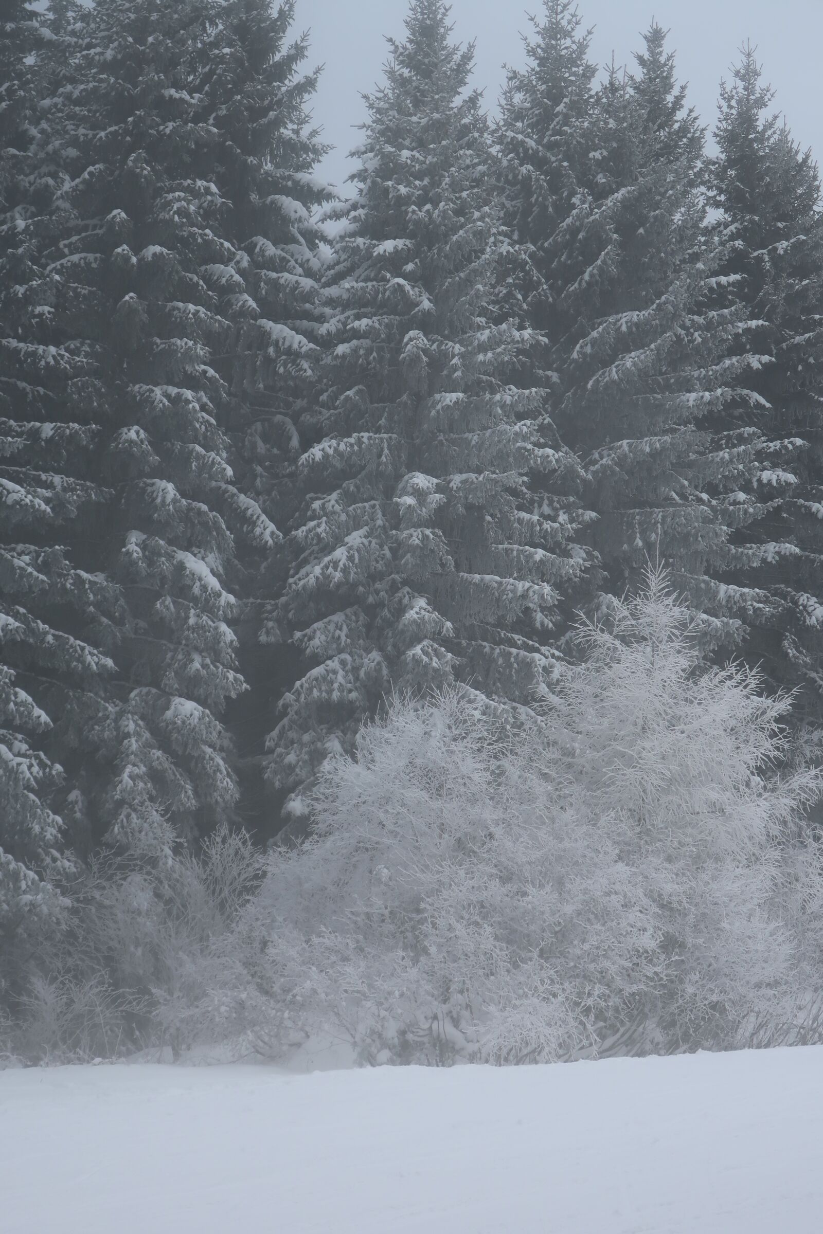 Canon PowerShot G9 X Mark II sample photo. Wintry, snow, trees photography