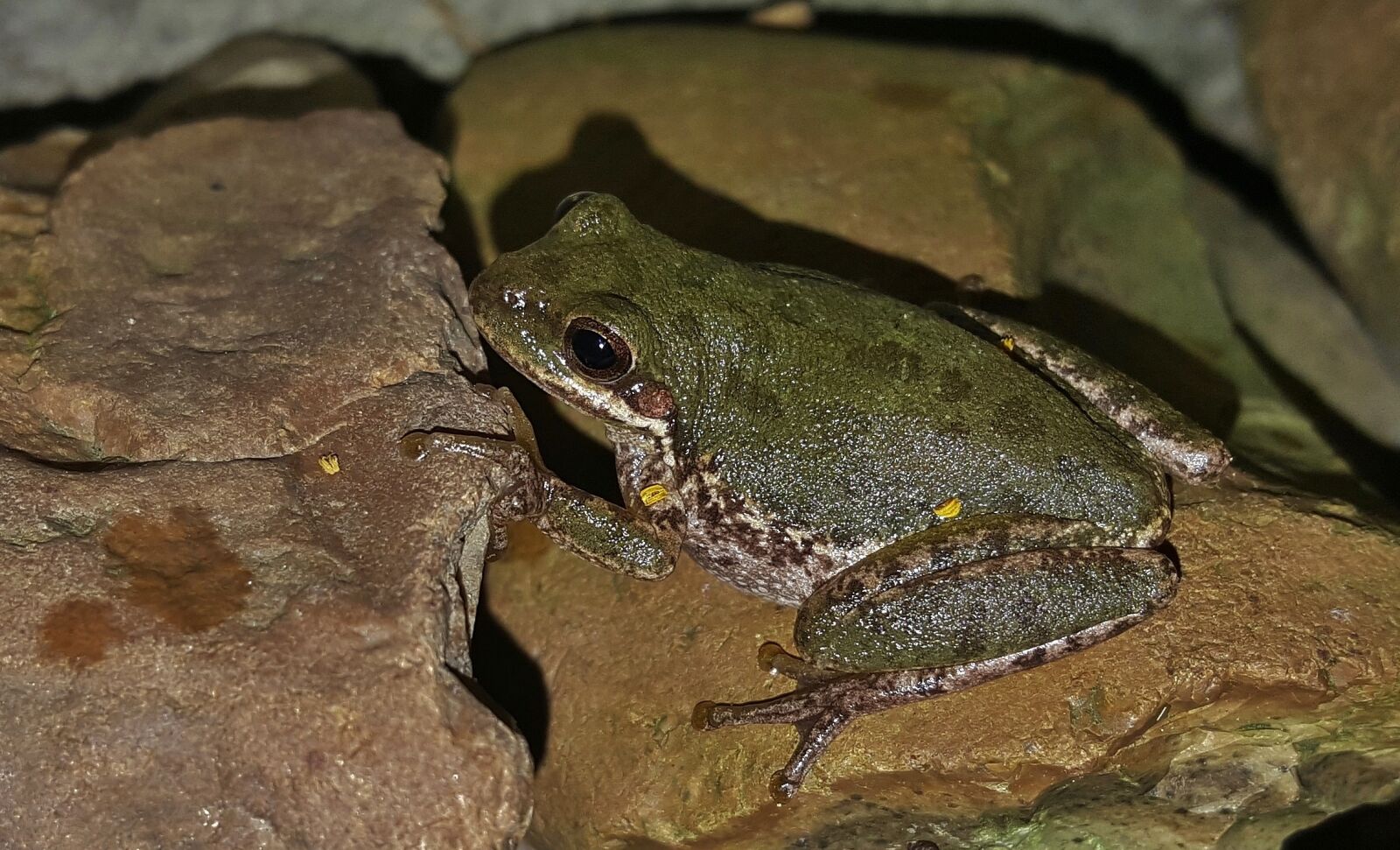 Samsung Galaxy Note5 sample photo. Frog, tree frog, american photography