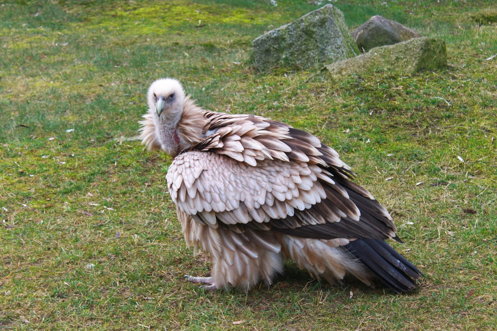 Canon EOS 1100D (EOS Rebel T3 / EOS Kiss X50) sample photo. Vulture, zoo, berlin photography