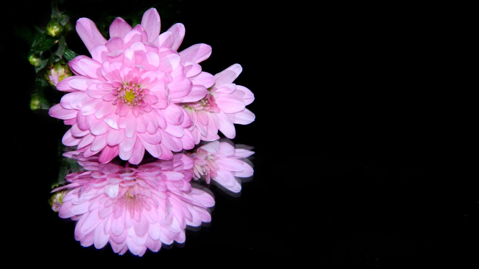 Nikon Coolpix L120 sample photo. Chrizant ma, flower, black photography