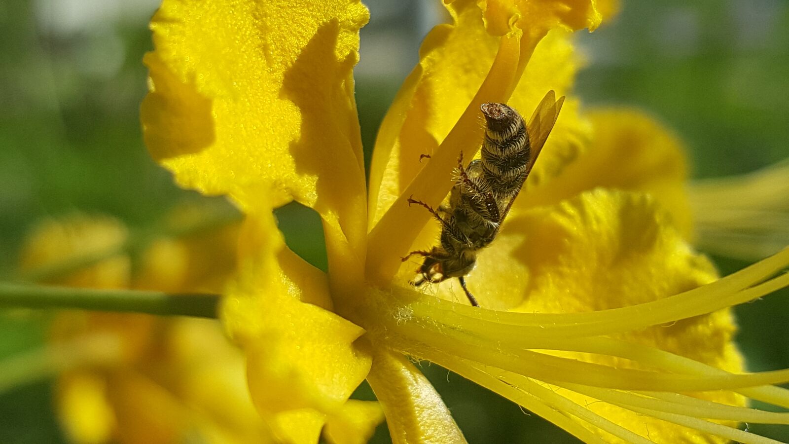 Samsung Galaxy Note5 sample photo. Bees, flower, insect photography