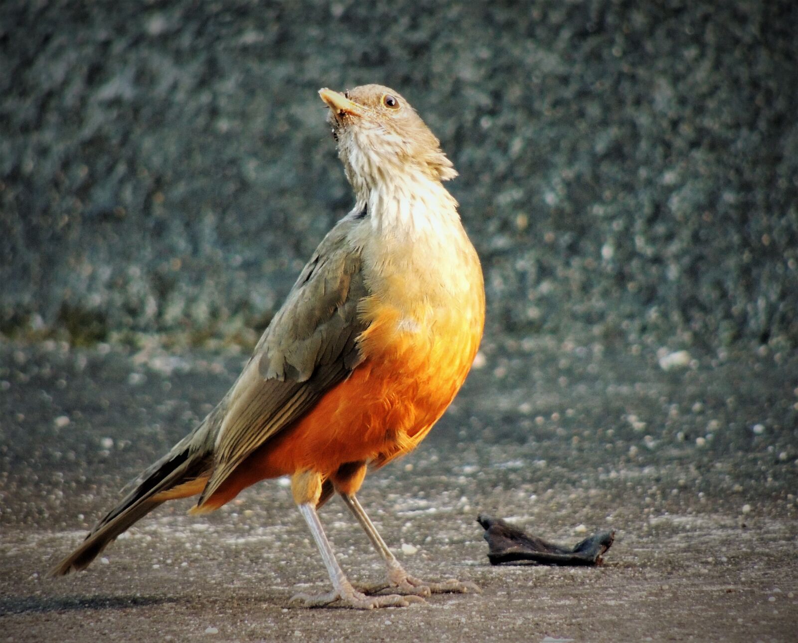 Nikon Coolpix P510 sample photo. Thrush, orange tree, tropical photography