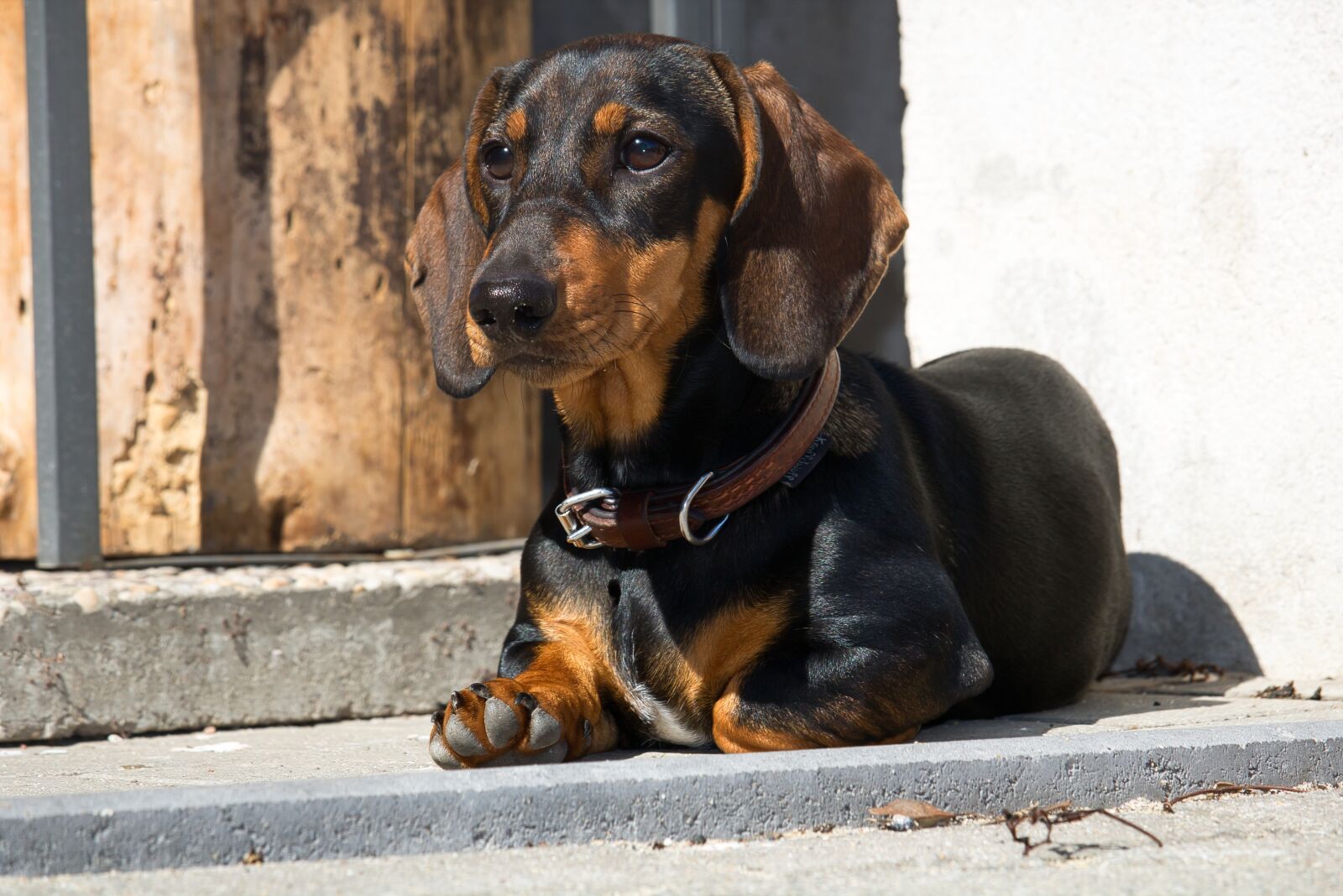 Canon EOS 750D (EOS Rebel T6i / EOS Kiss X8i) sample photo. Dachshund, dog, pet photography